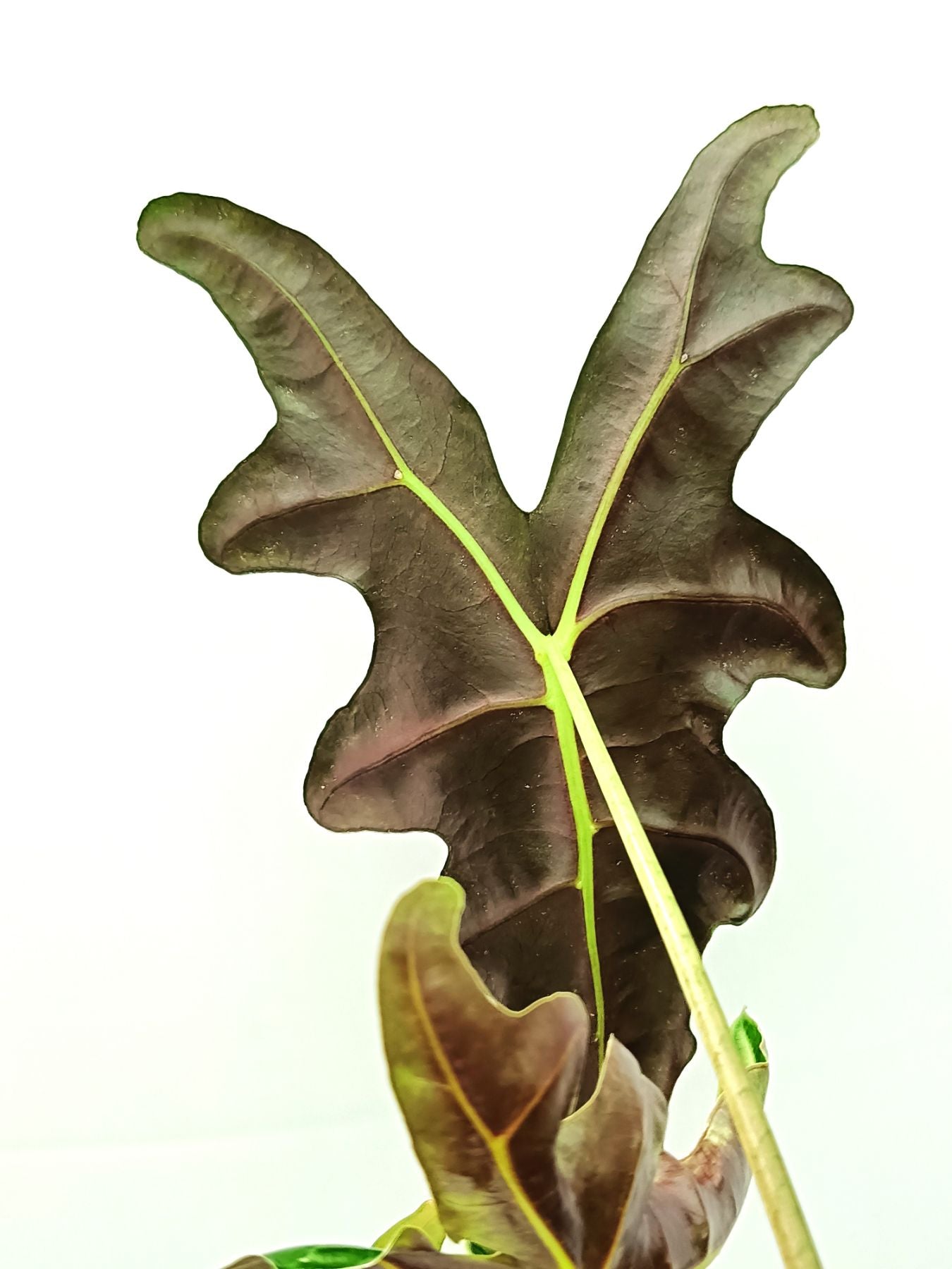 Alocasia Sanderiana 'Nobilis'