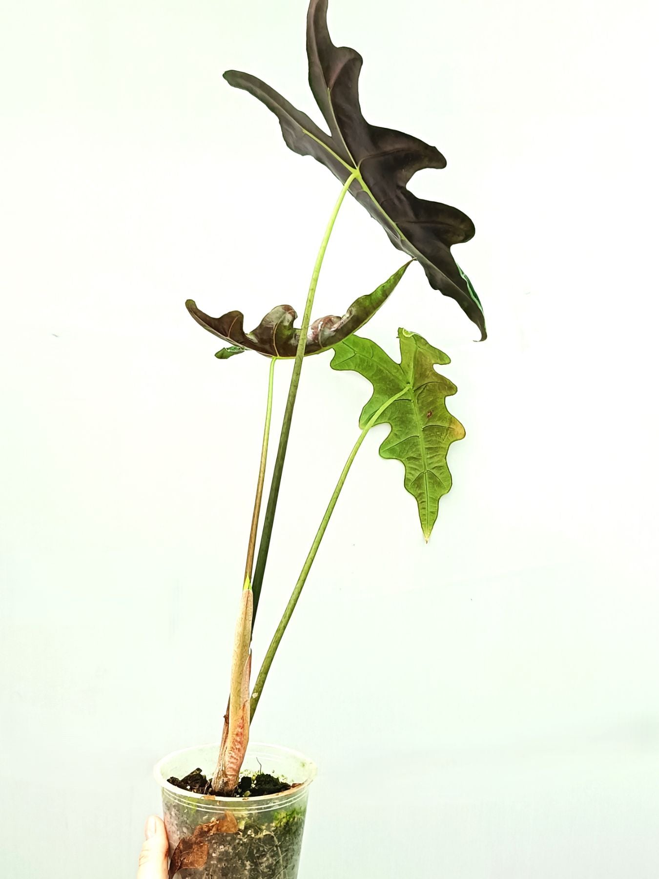 Alocasia Sanderiana 'Nobilis'