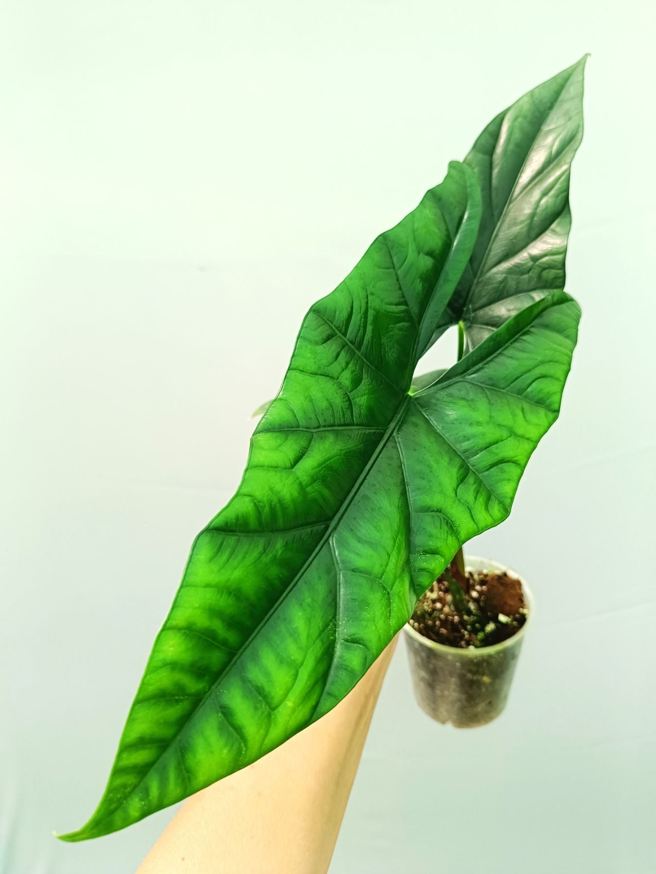 Alocasia Simpo