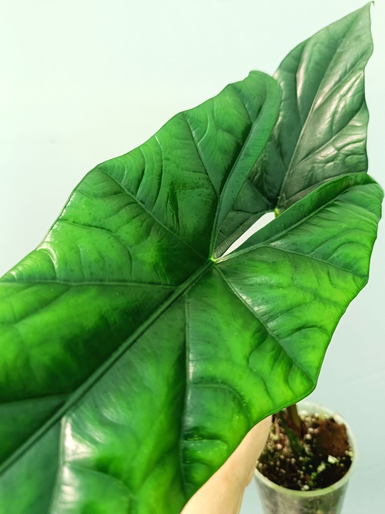 Alocasia Simpo
