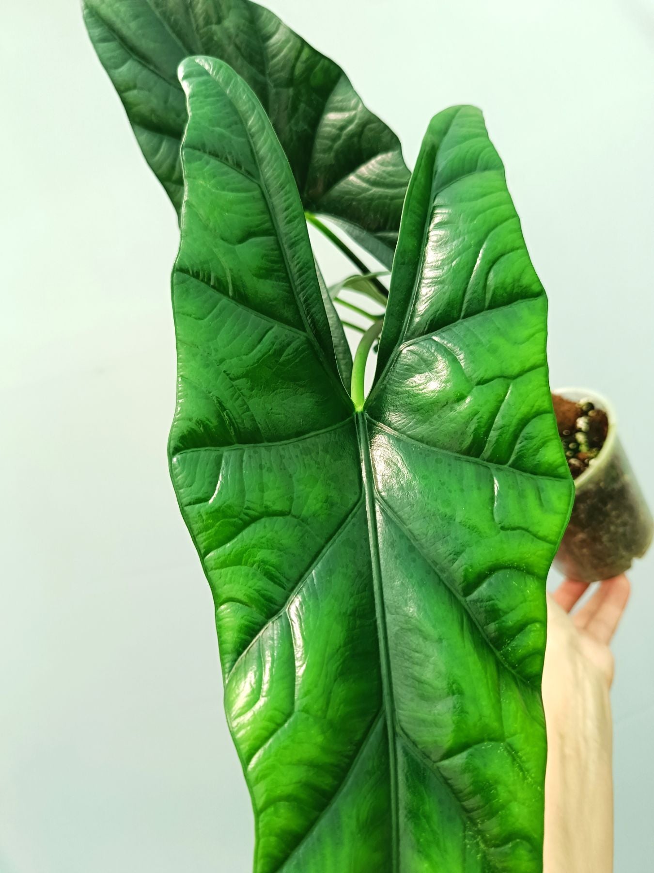 Alocasia Simpo