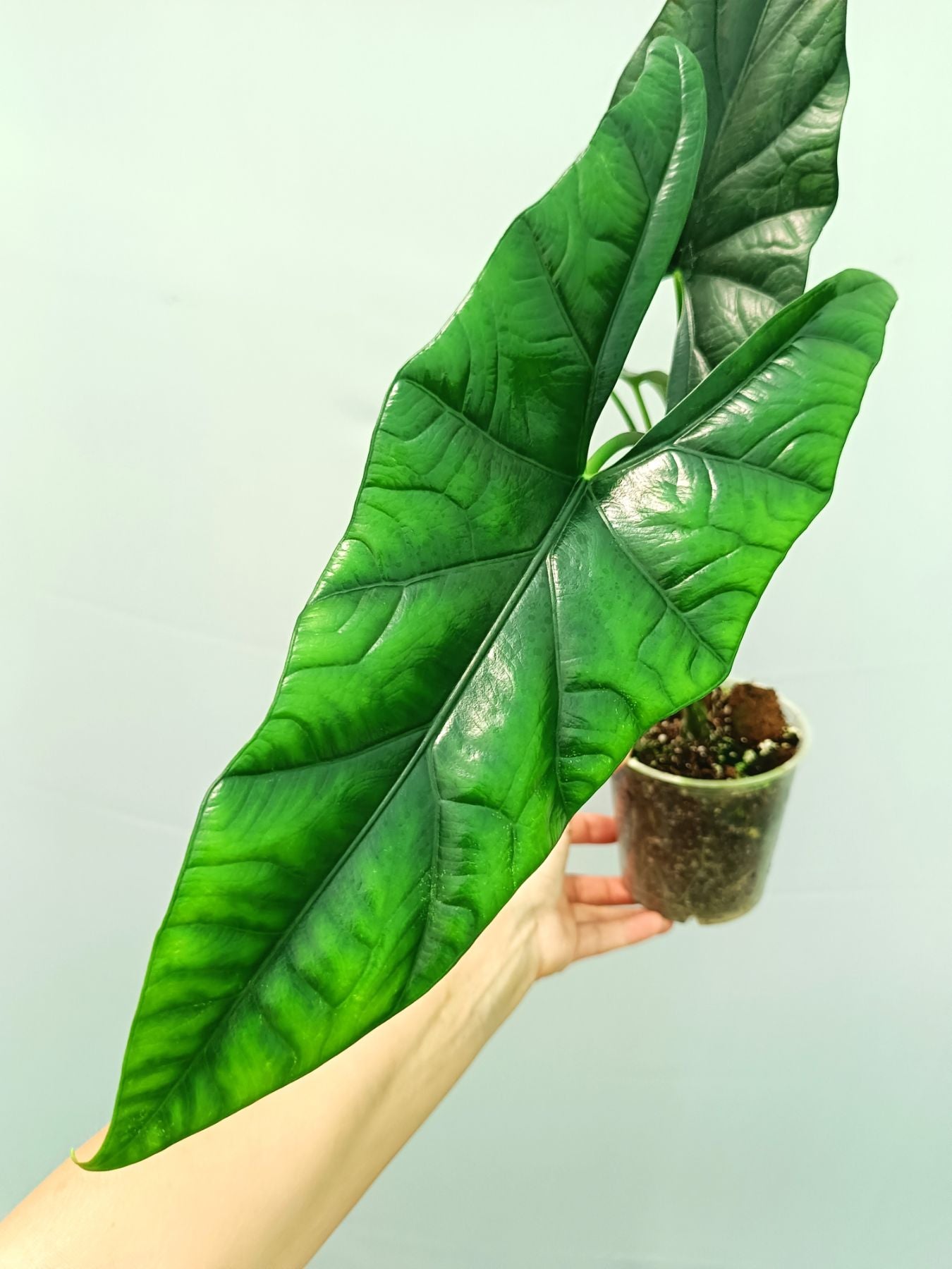 Alocasia Simpo