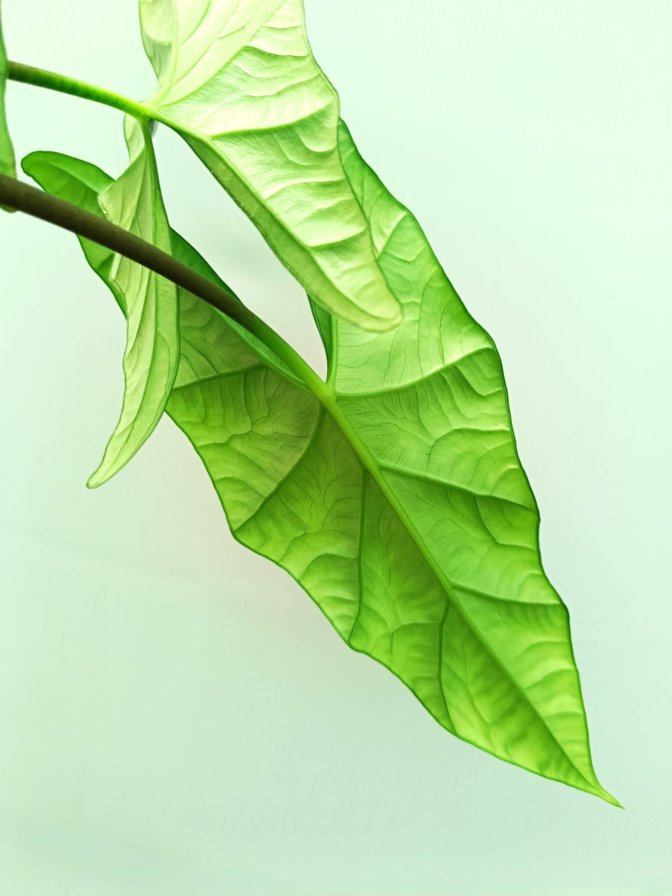 Alocasia Simpo