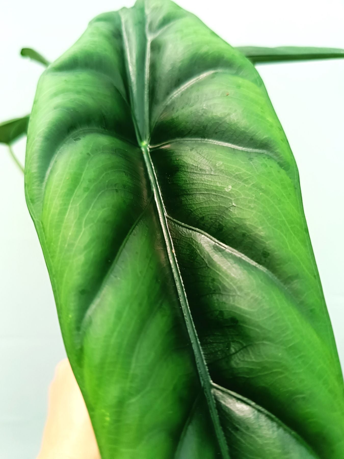 Alocasia Venusta