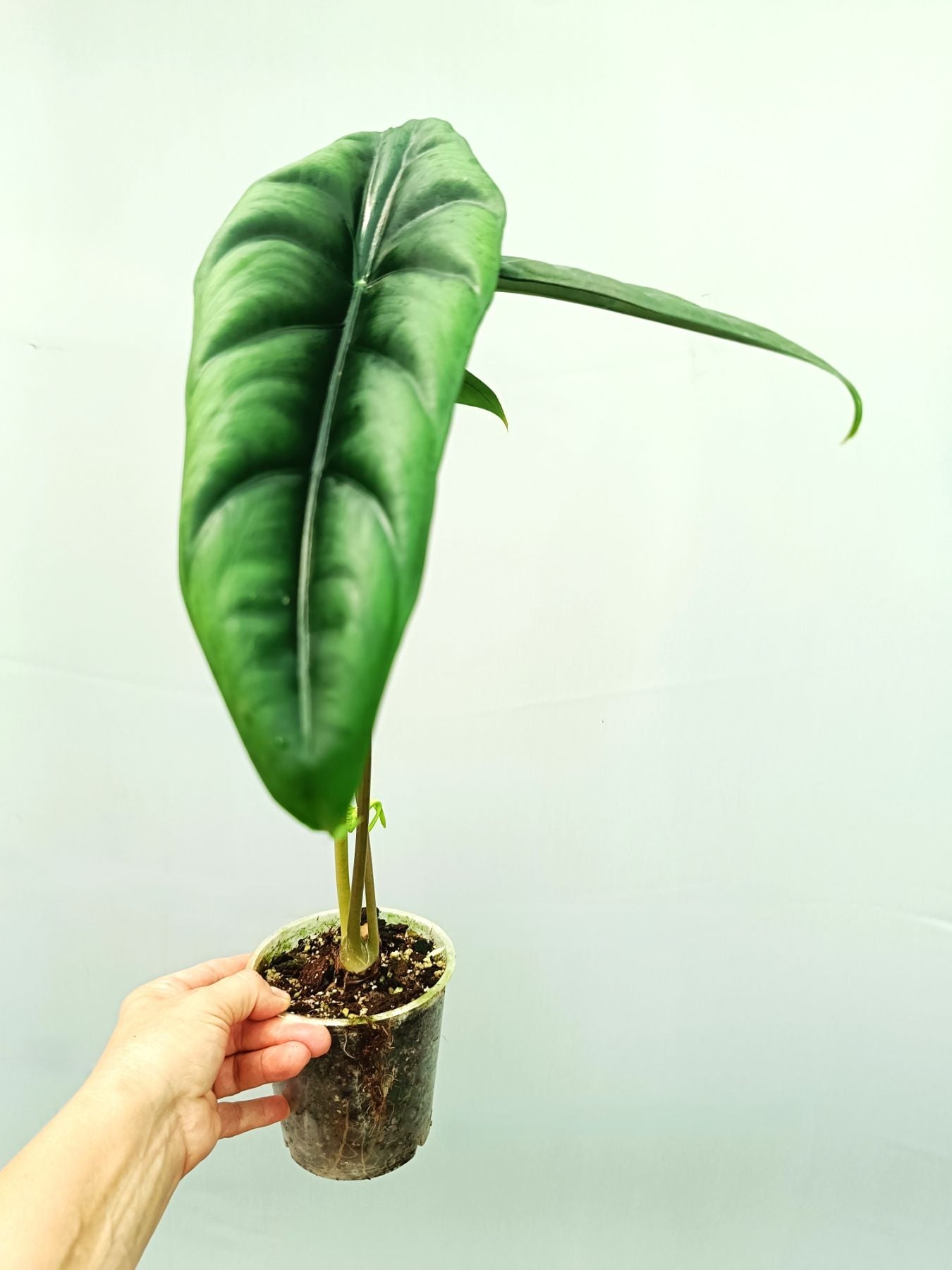 Alocasia Venusta