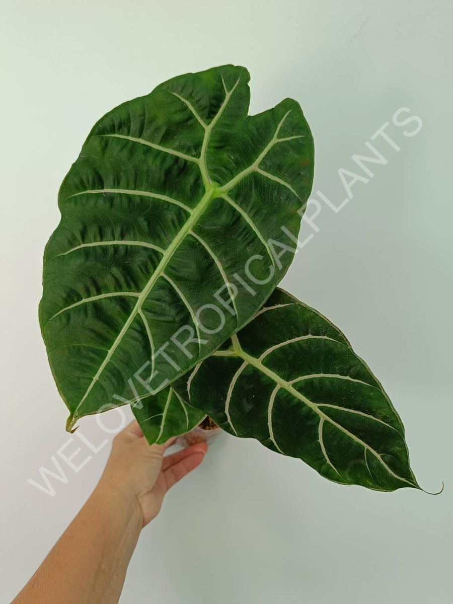 Alocasia Watsoniana (velvety leaf)