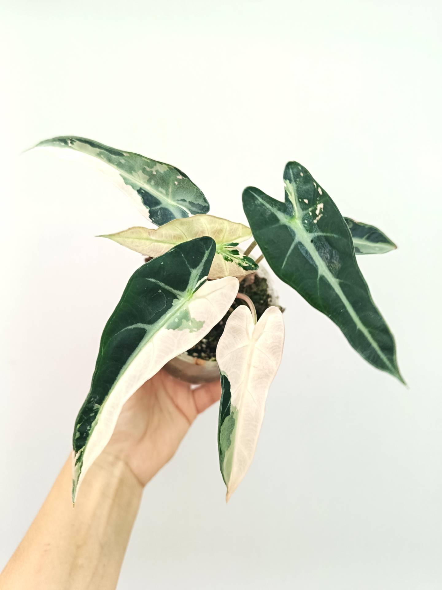 Alocasia ninja NO8・ Bambino pink NO5 2点！ Alocasia ninja NO8