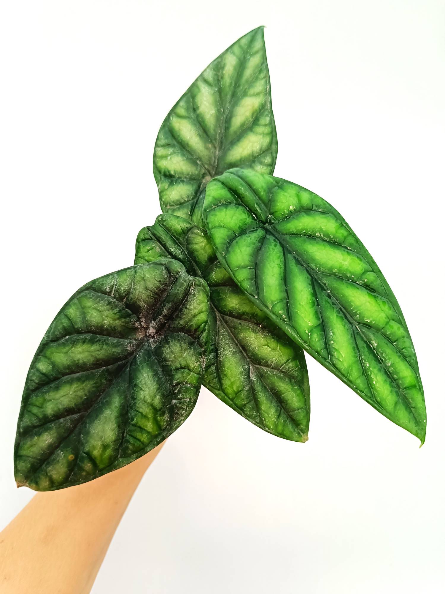 philodendron dragon scale Alocasia Dragon Scale