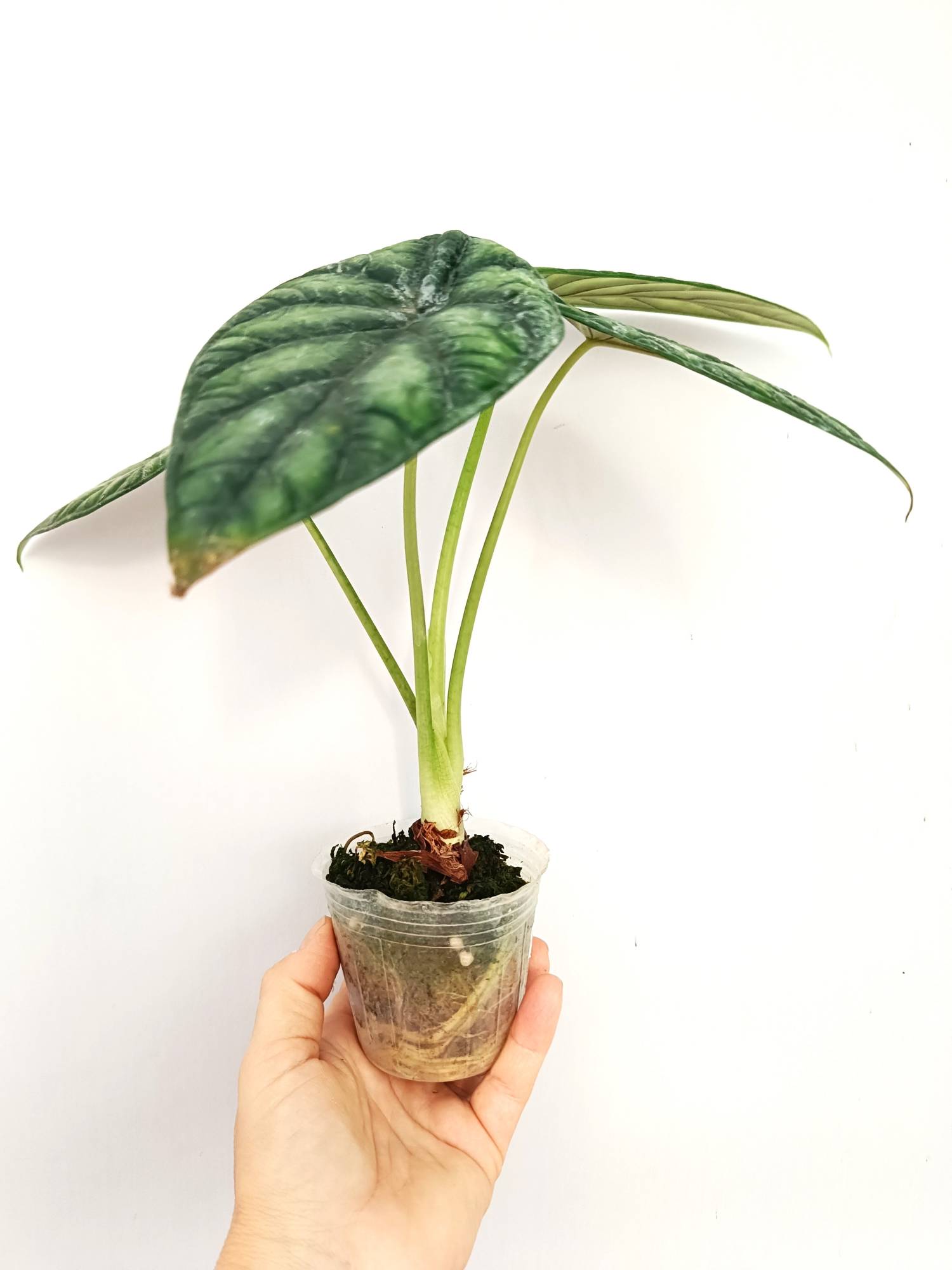 Alocasia Dragon Scale