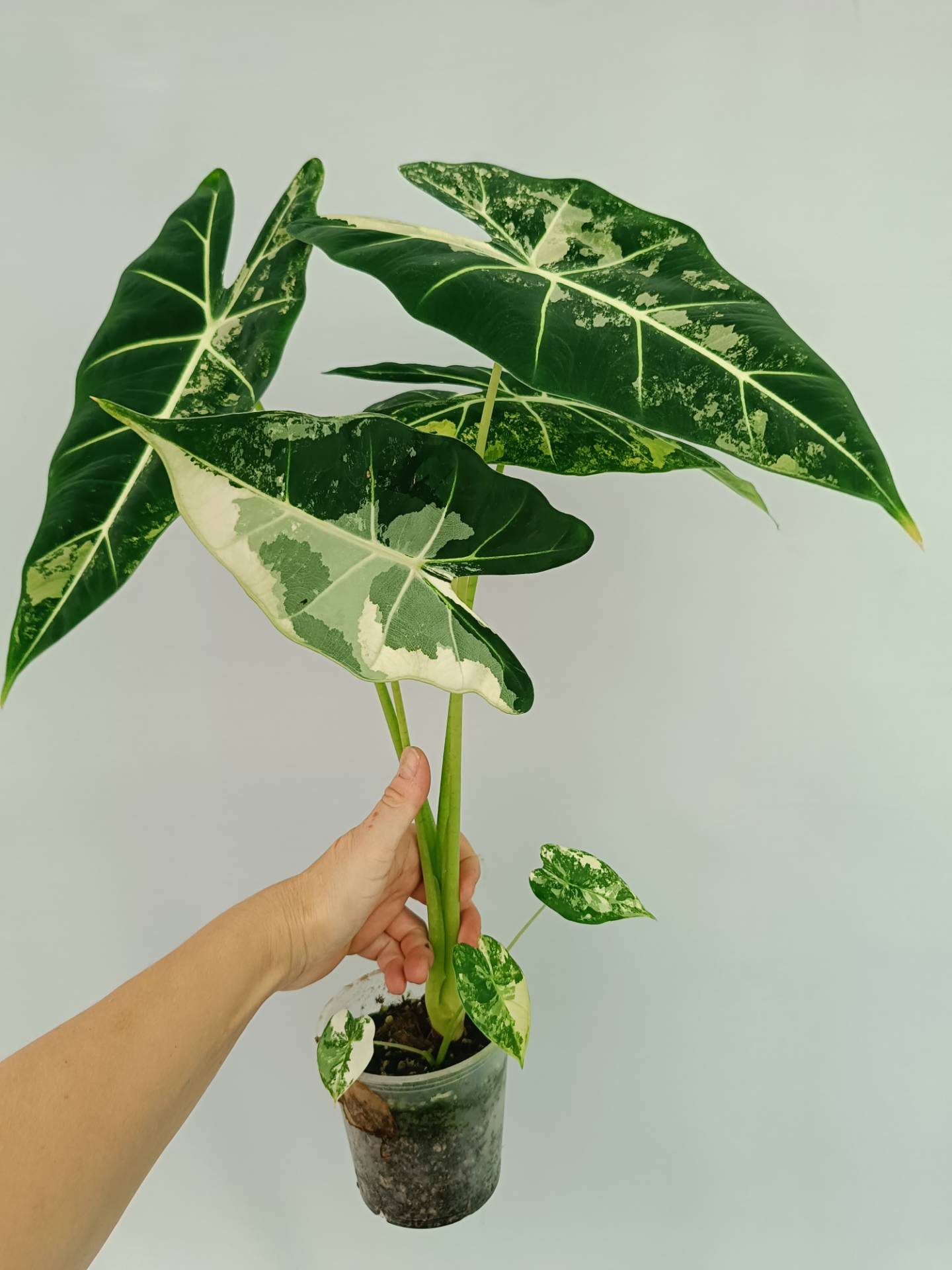 Alocasia Frydek Variegata Warum So Teuer