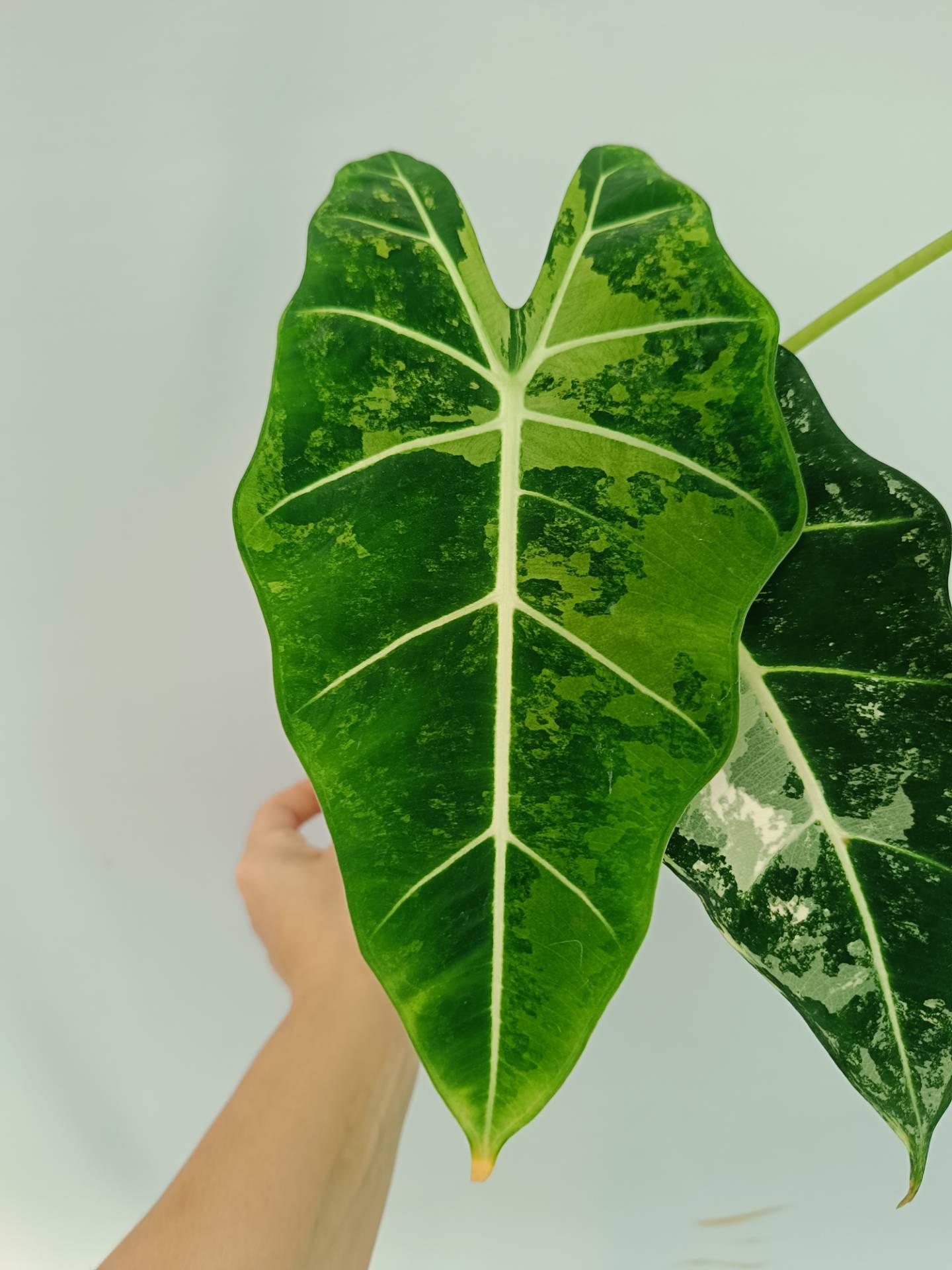 Alocasia Frydek Variegata XL