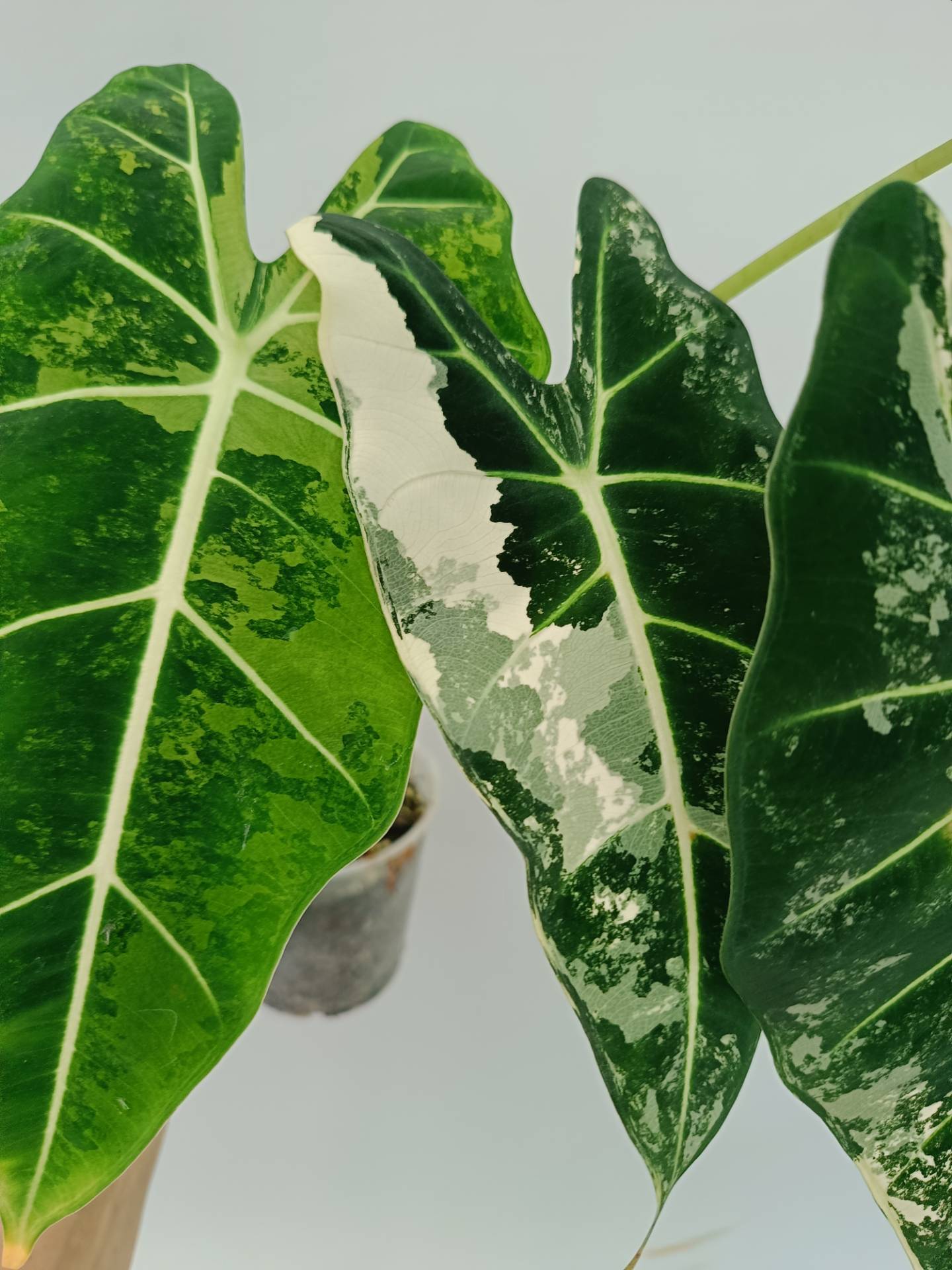 Alocasia Frydek Variegata XL