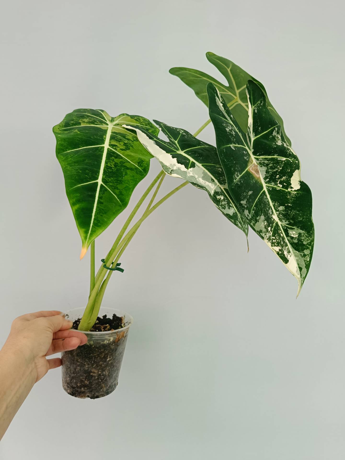 Alocasia Frydek Variegata XL