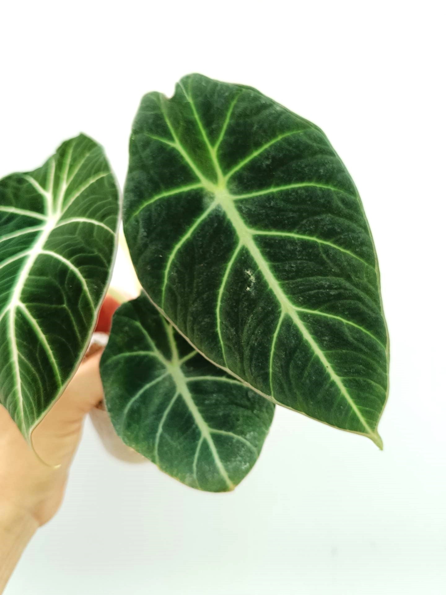 Alocasia Reginula 'Black Velvet'