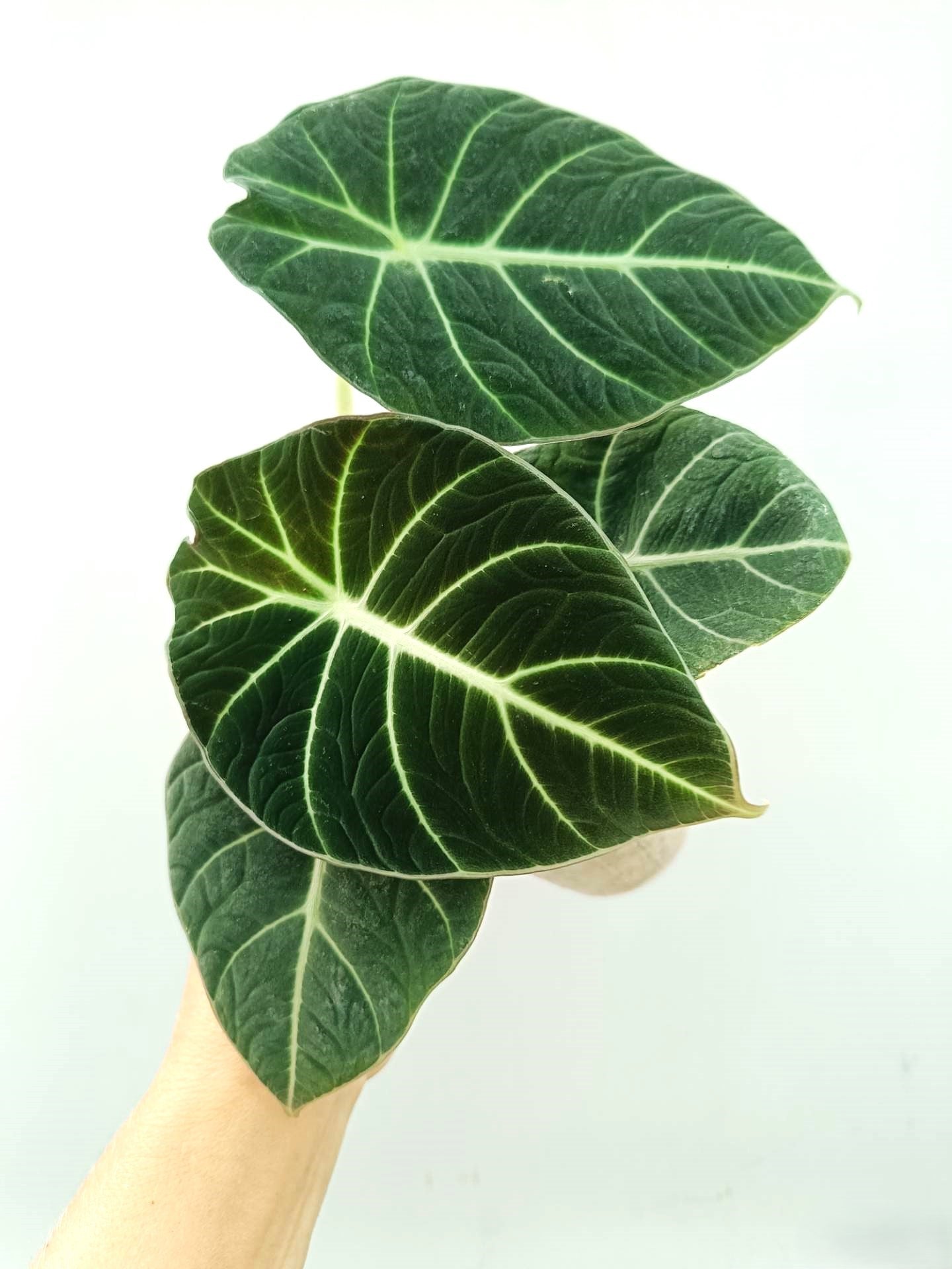 Alocasia Reginula 'Black Velvet'