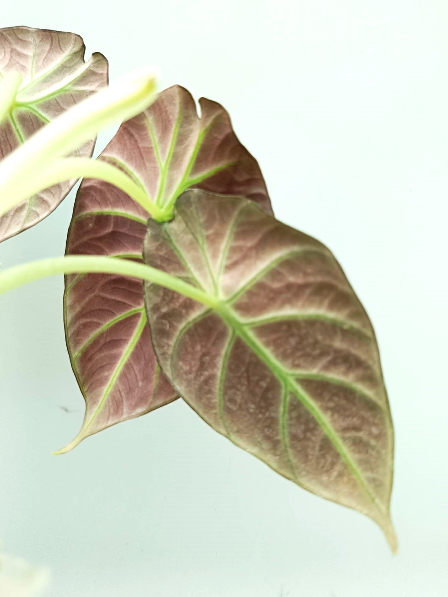 Alocasia Reginula 'Black Velvet'