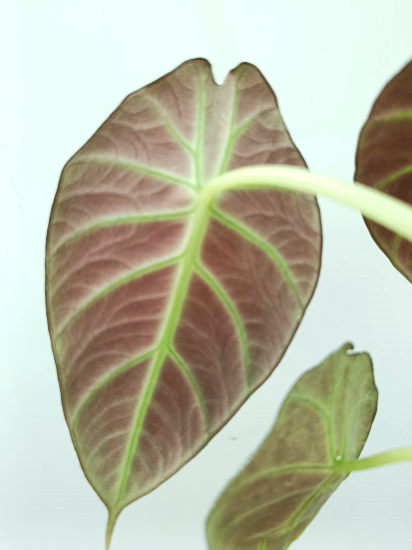 Alocasia Reginula 'Black Velvet'