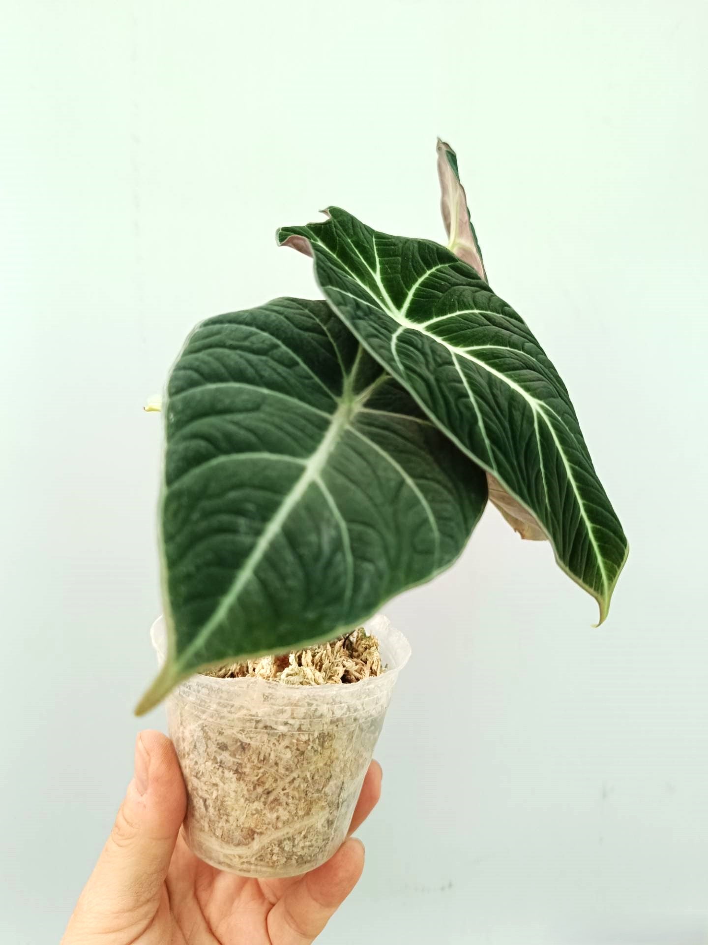 Alocasia Reginula 'Black Velvet'