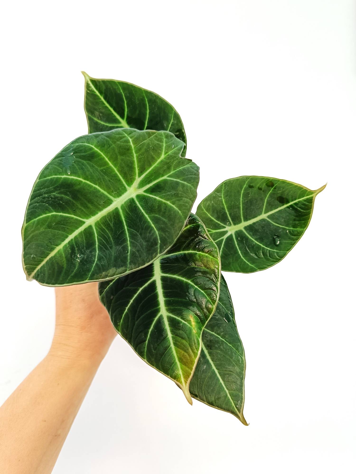 Alocasia Reginula 'Green Velvet'