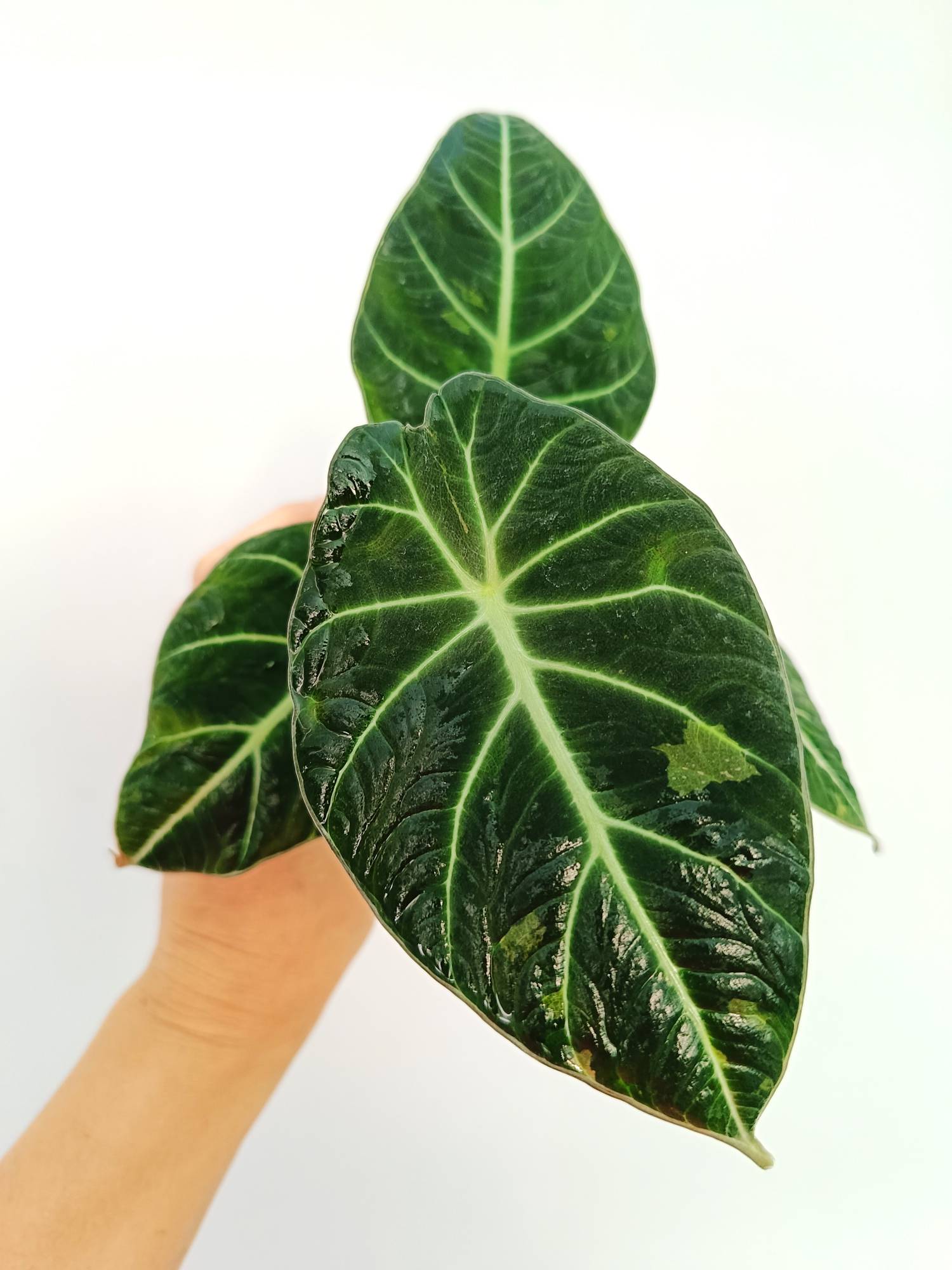 alocasia zebrina black variegata Alocasia Reginula Variegata