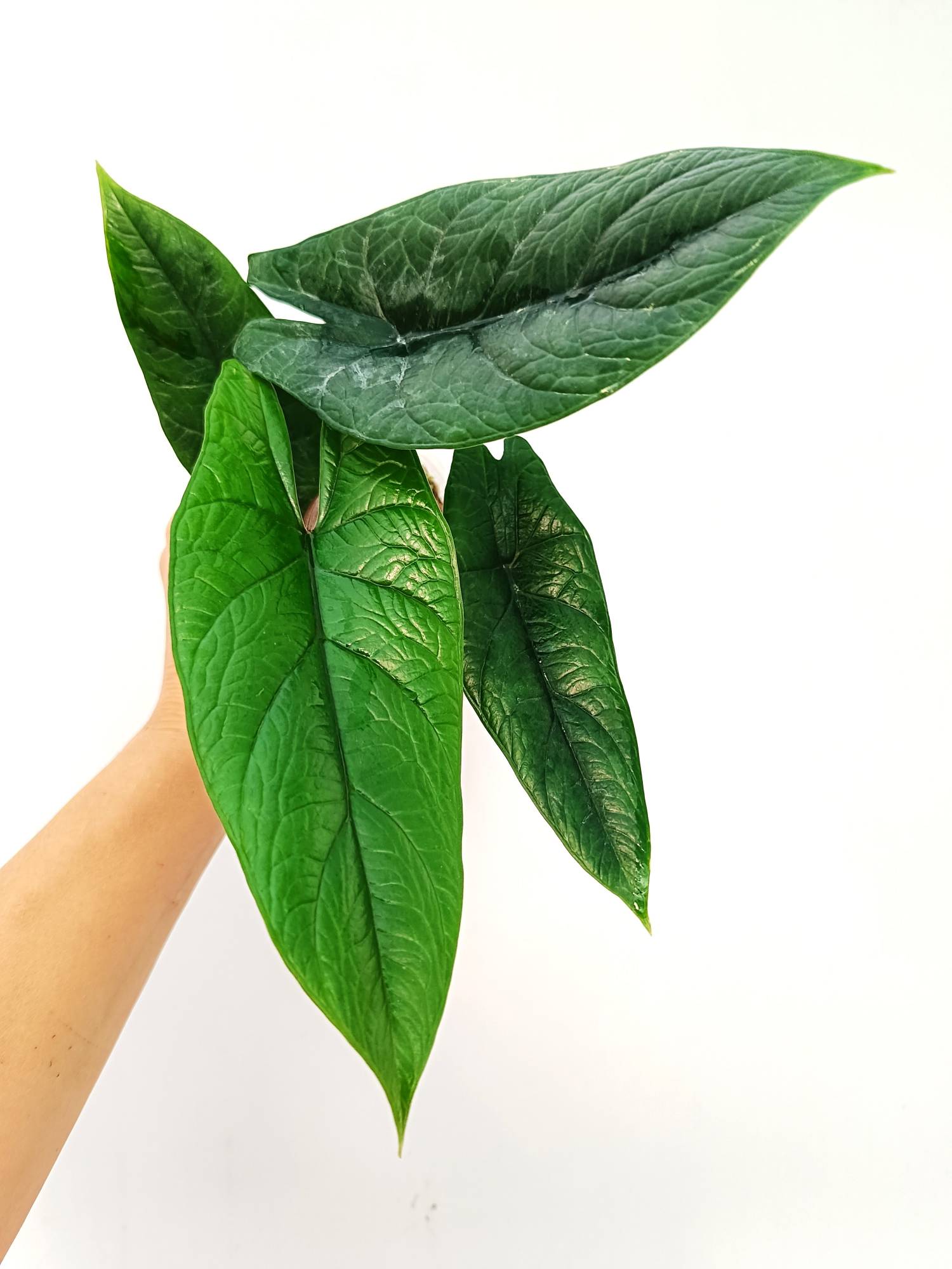 scalprum plant Alocasia Scalprum