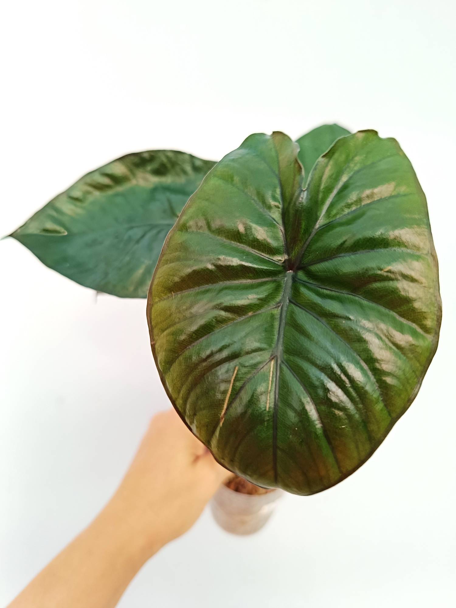 Alocasia Serendipity | Welovetropicalplants