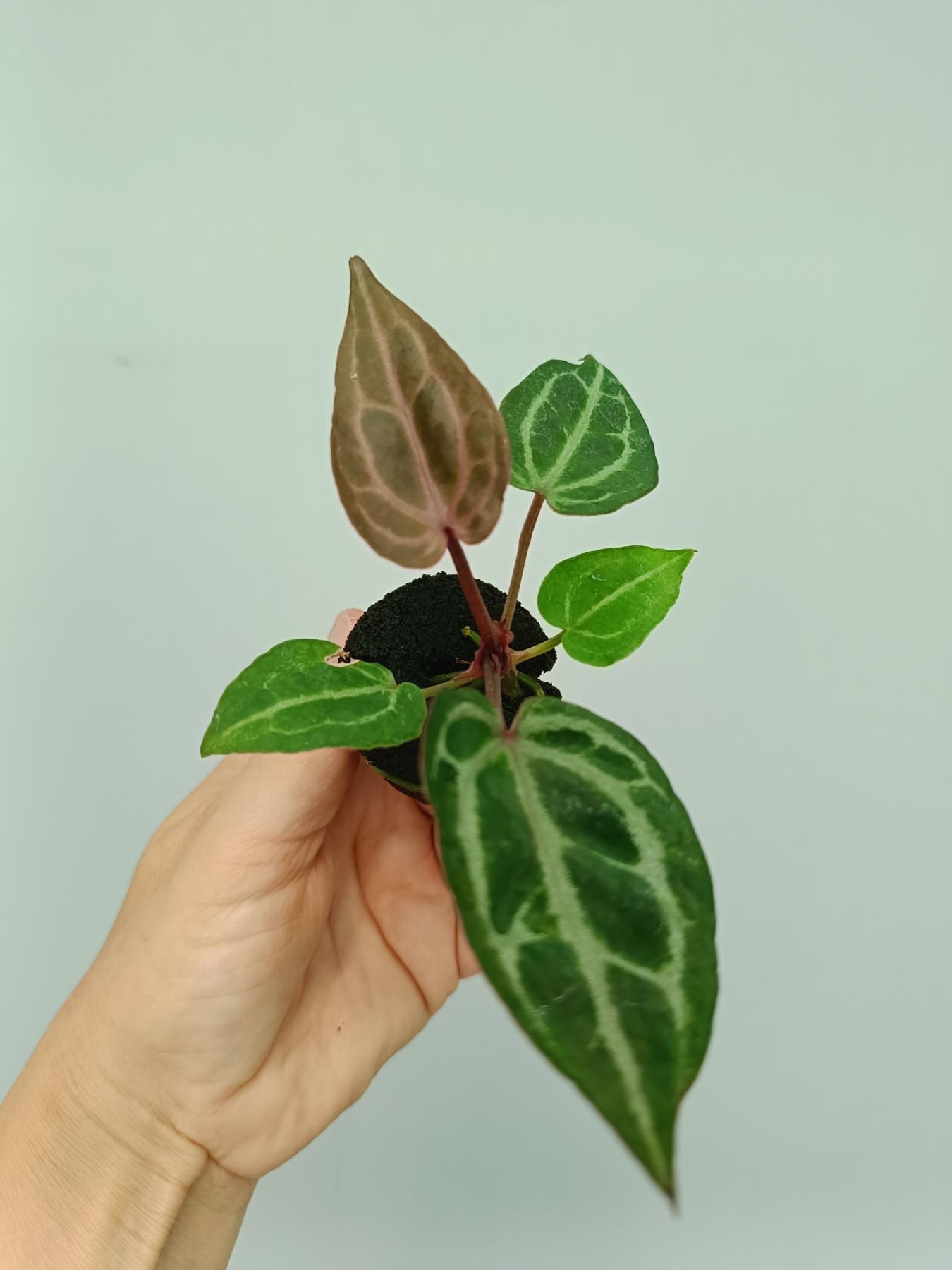anthurium crystallinum red stem Anthurium red crystallinum (young plant)
