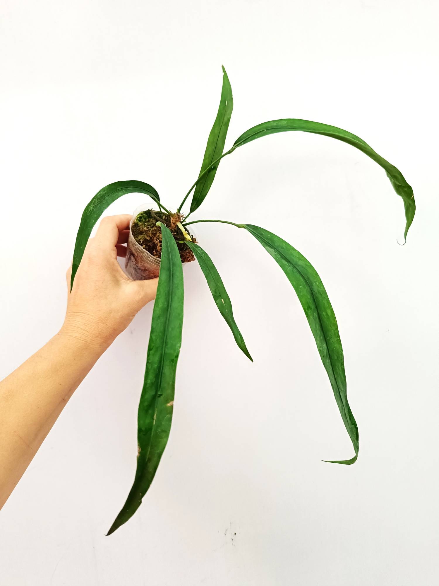 anthurium scandens var. pumila Anthurium Type Pendens JA - Healthy, Fully Rooted Plant in 8cm Pot