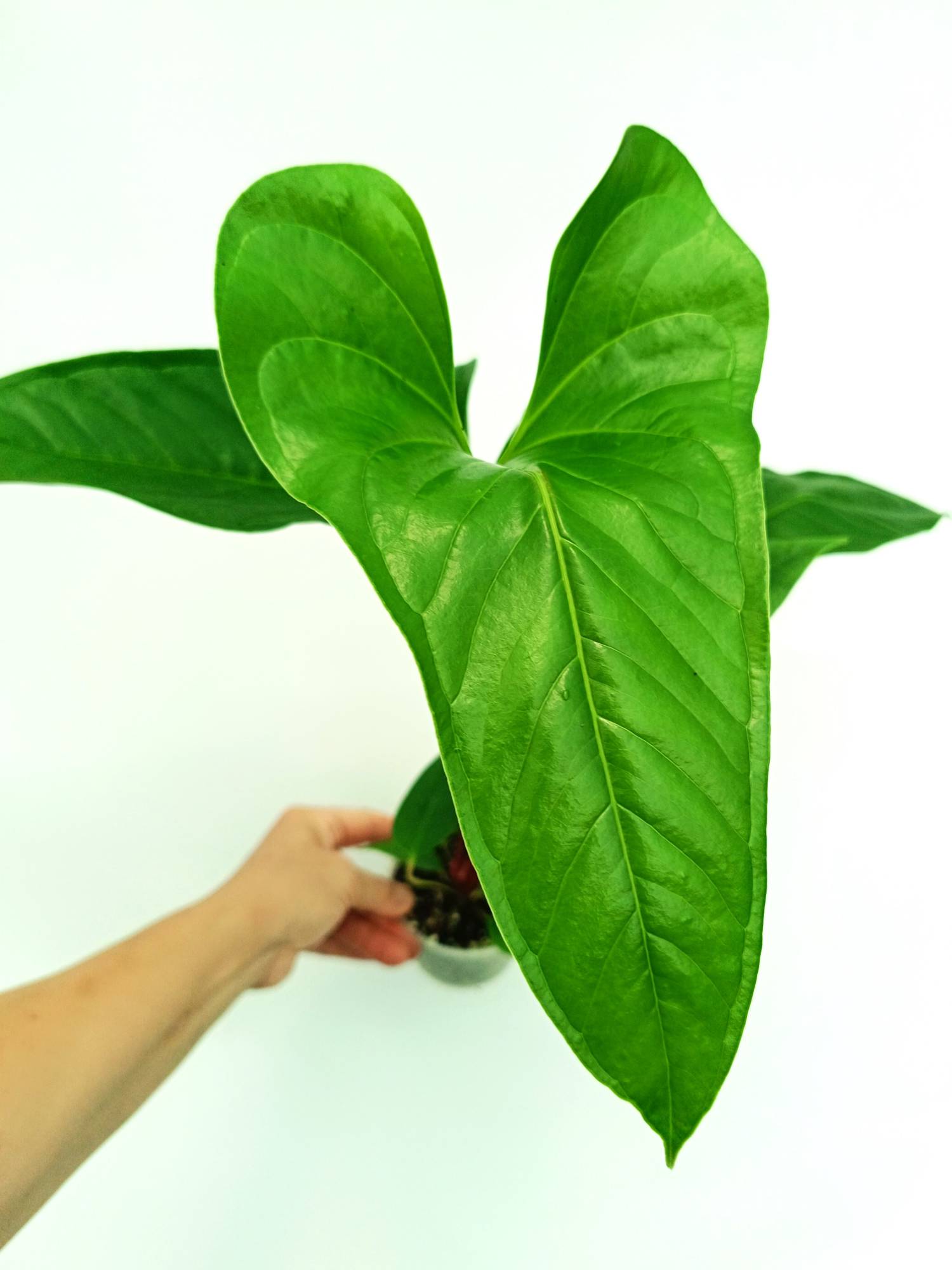 anthurium insigne gigante Anthurium Insigne