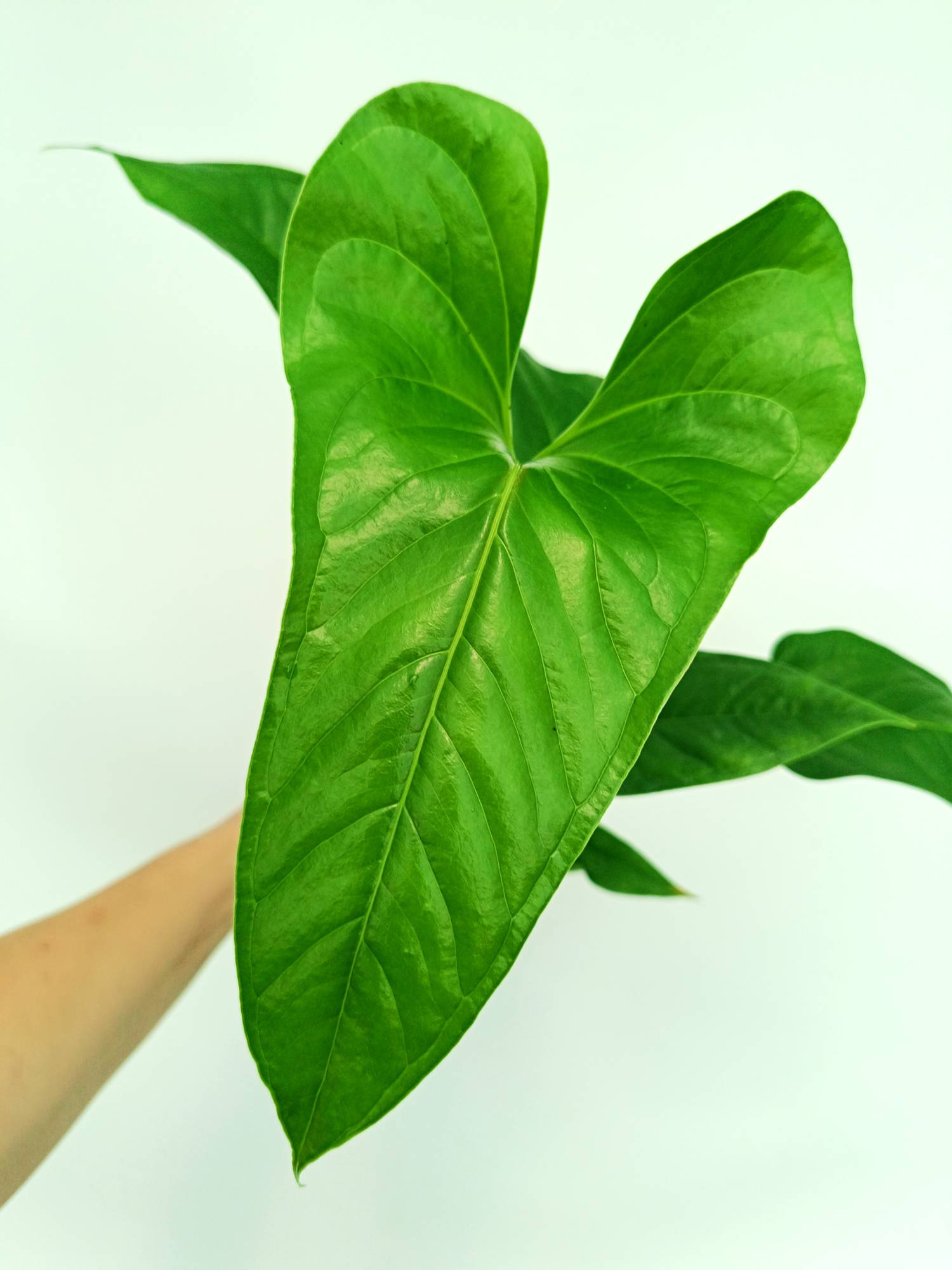 Anthurium Insigne