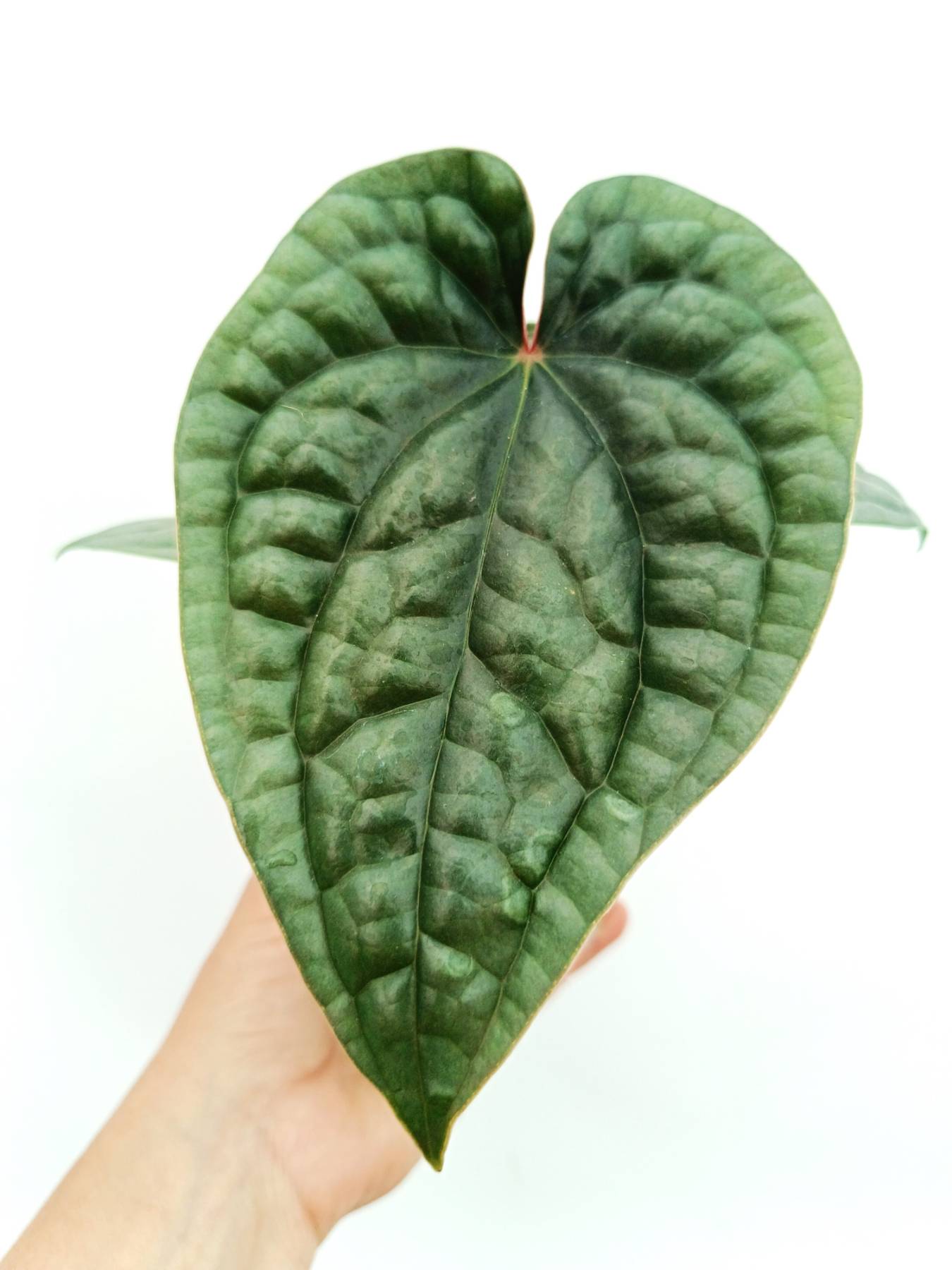 Anthurium luxurians | Welovetropicalplants