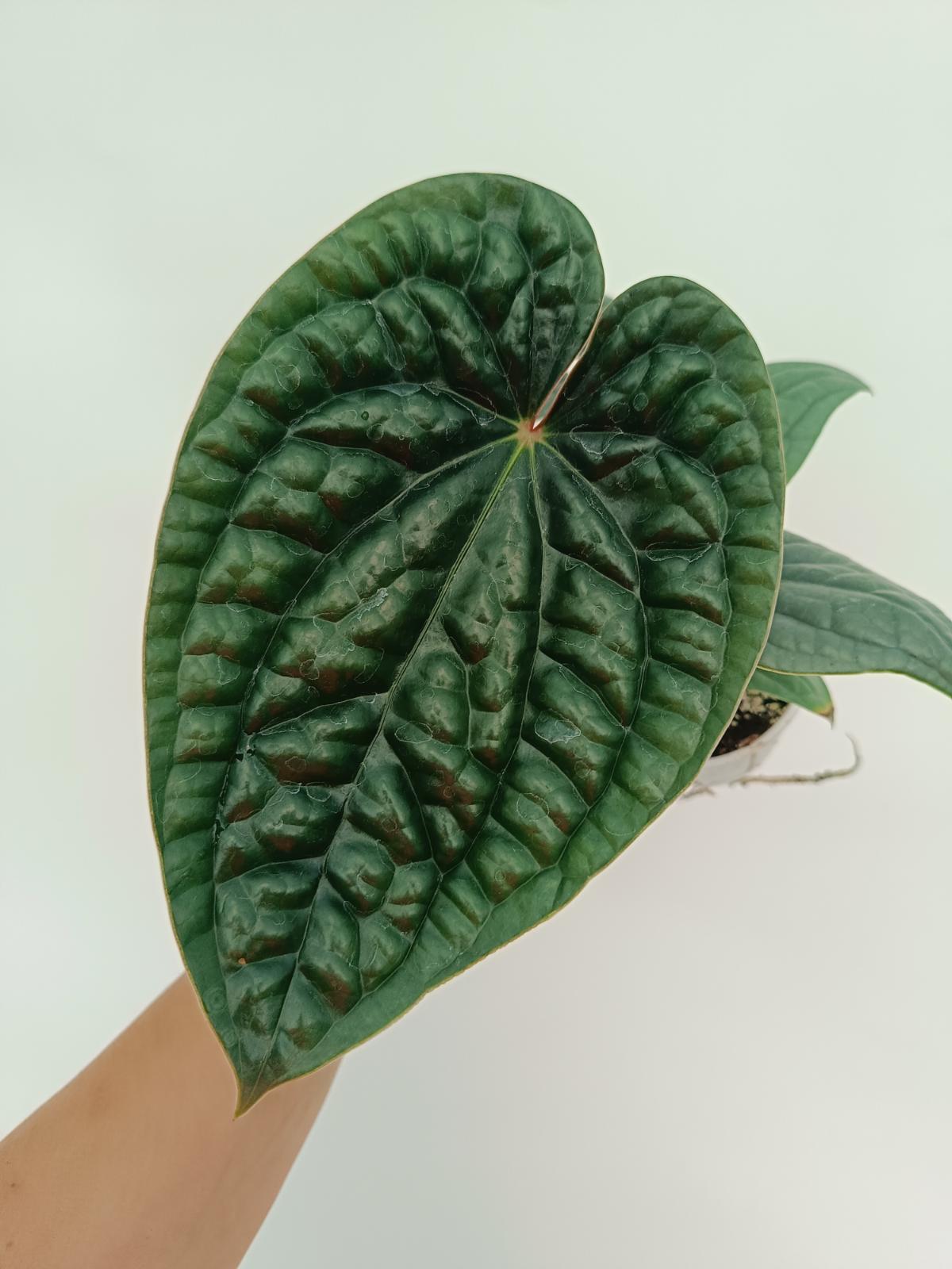 その他観葉植物 Anthurium luxurians Anthurium Luxurians | Welovetropicalplants