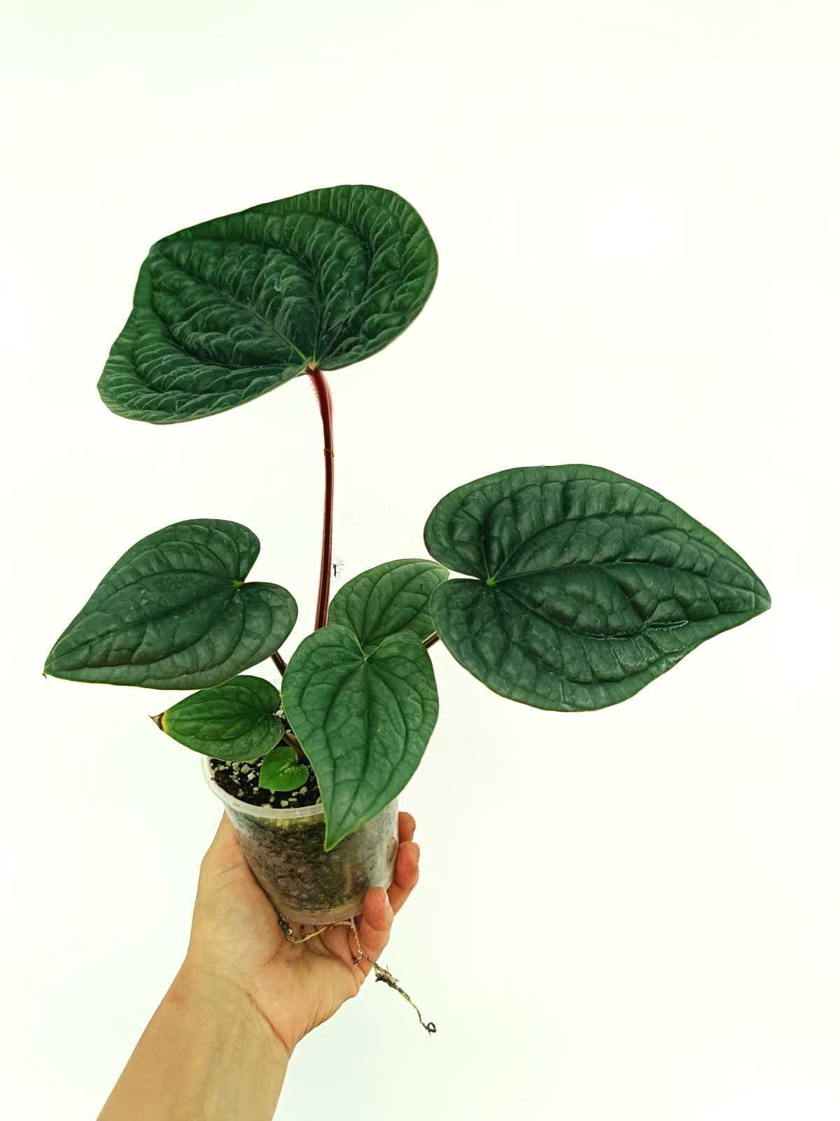 Anthurium Luxurians