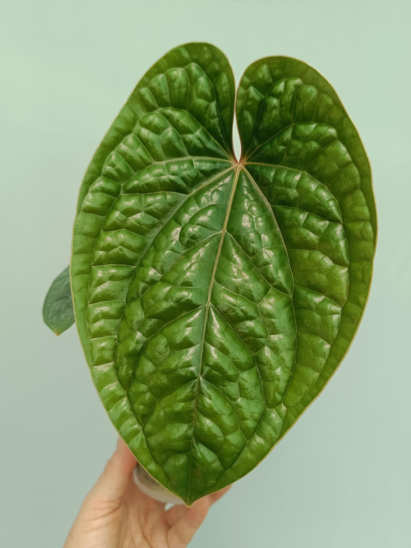 anthurium luxurians price Anthurium Luxurians