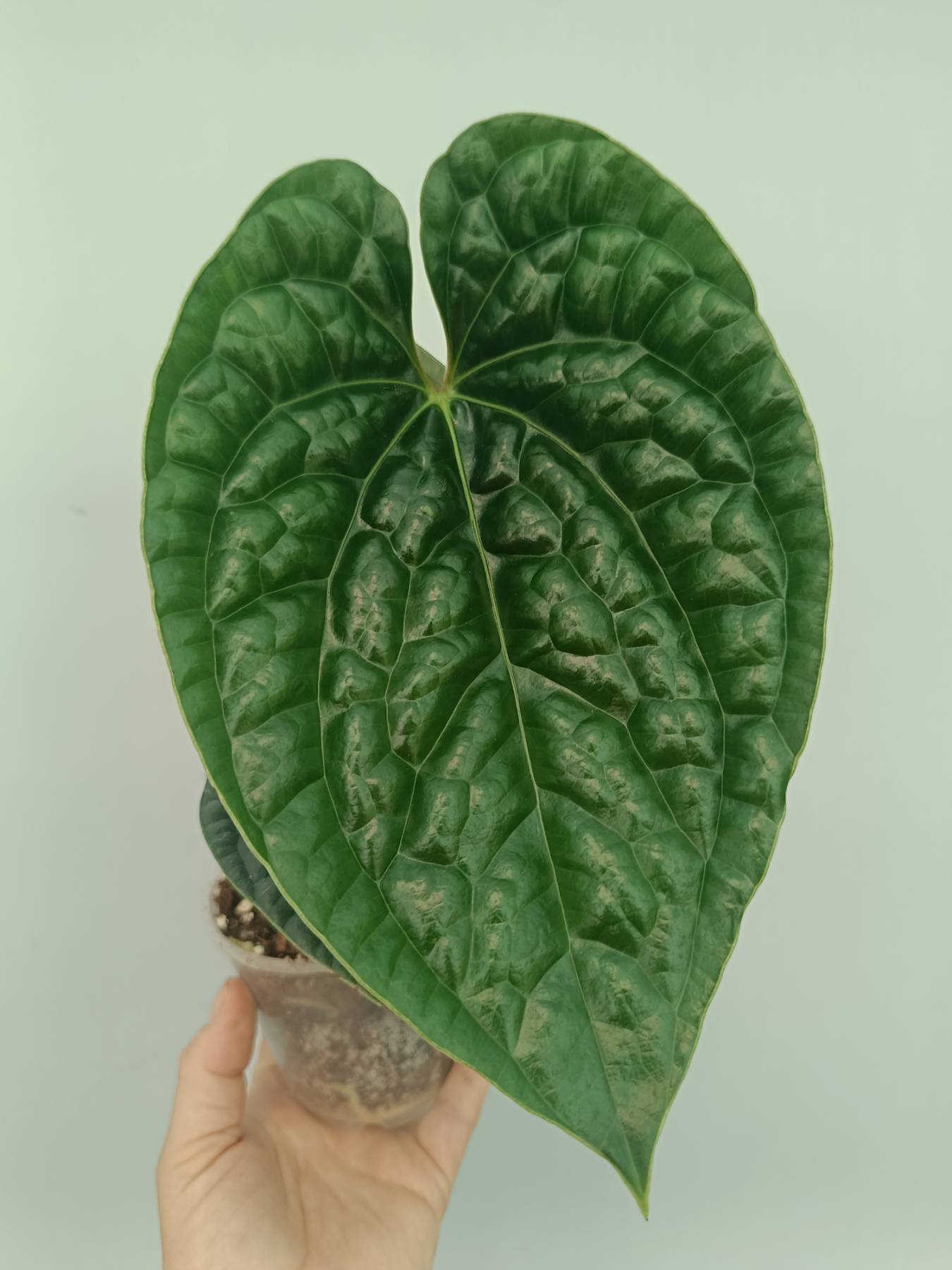 anthurium luxurians humidity Anthurium Luxurians