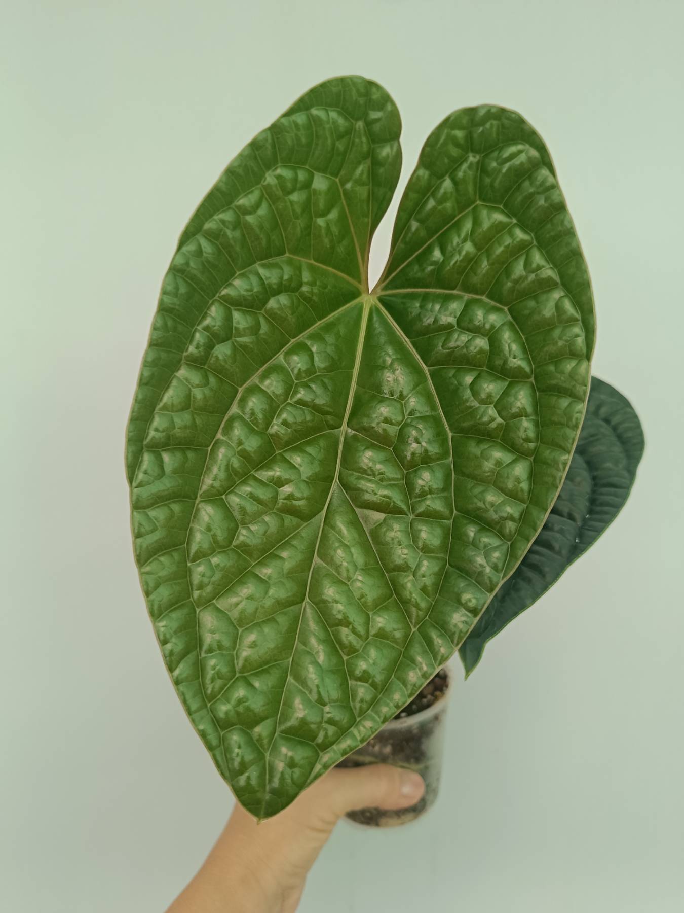 Anthurium Luxurians | Welovetropicalplants