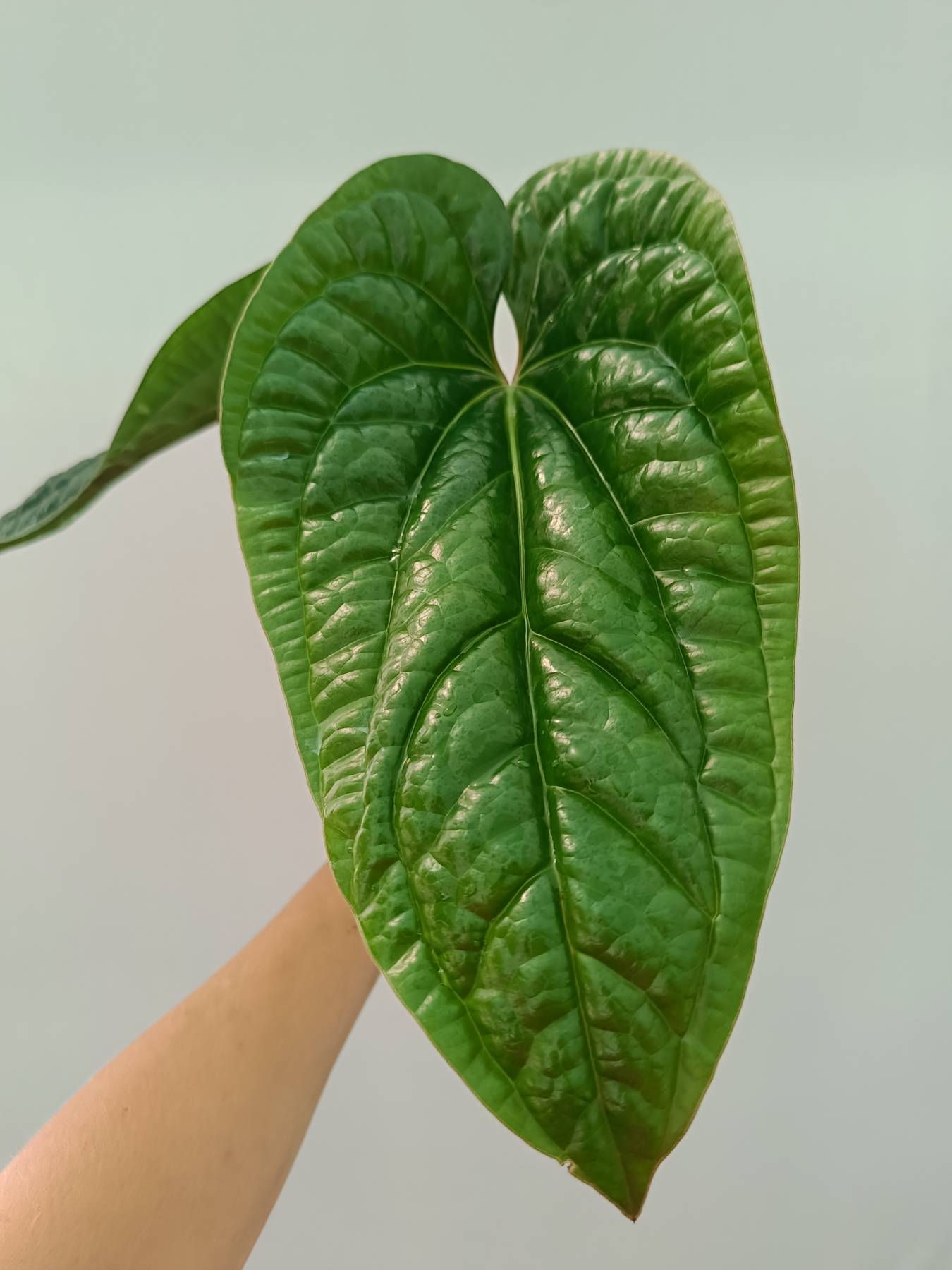 anthurium radicans x luxurians care Anthurium Luxurians x Radicans