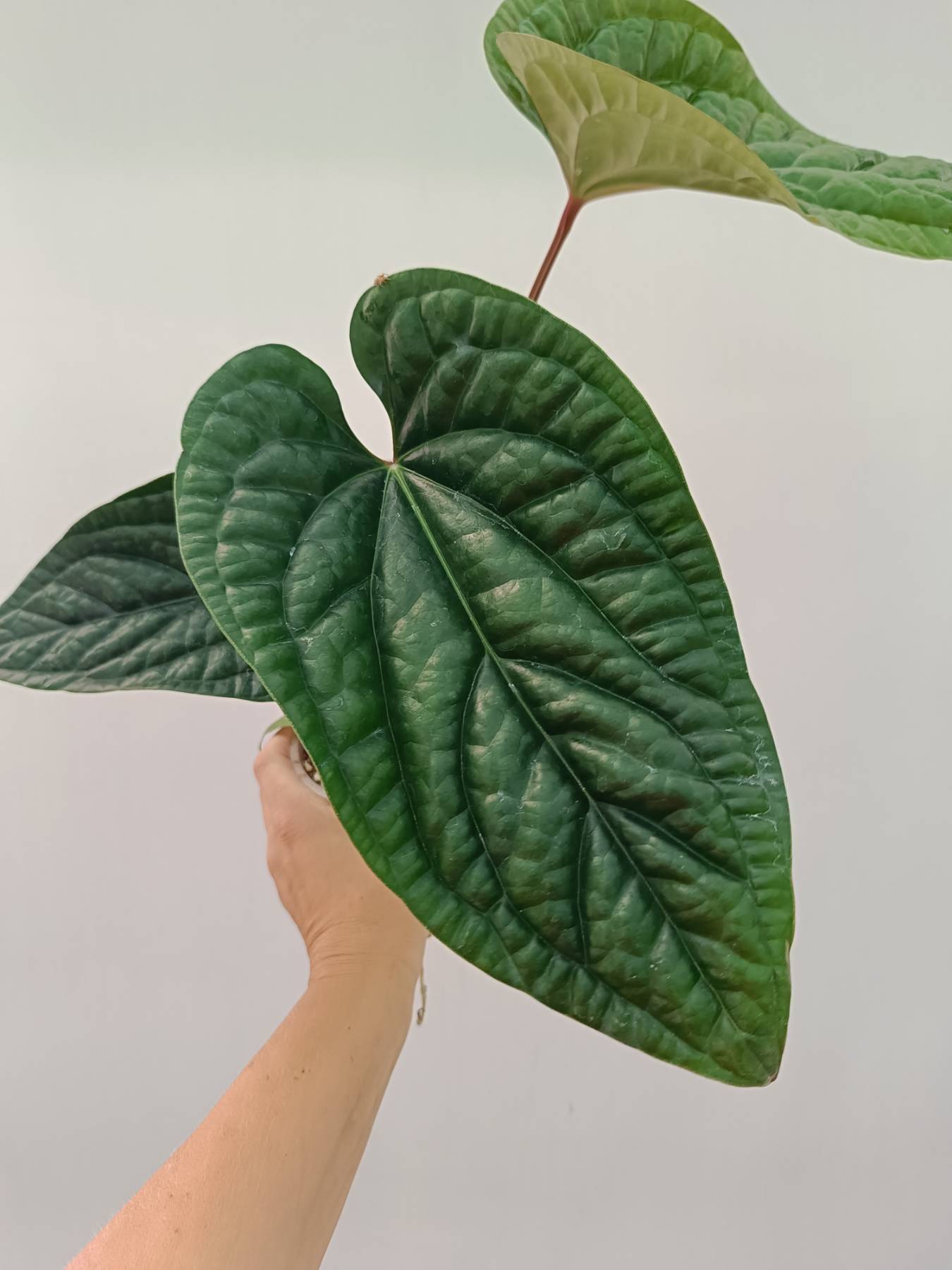 Anthurium Luxurians x Radicans