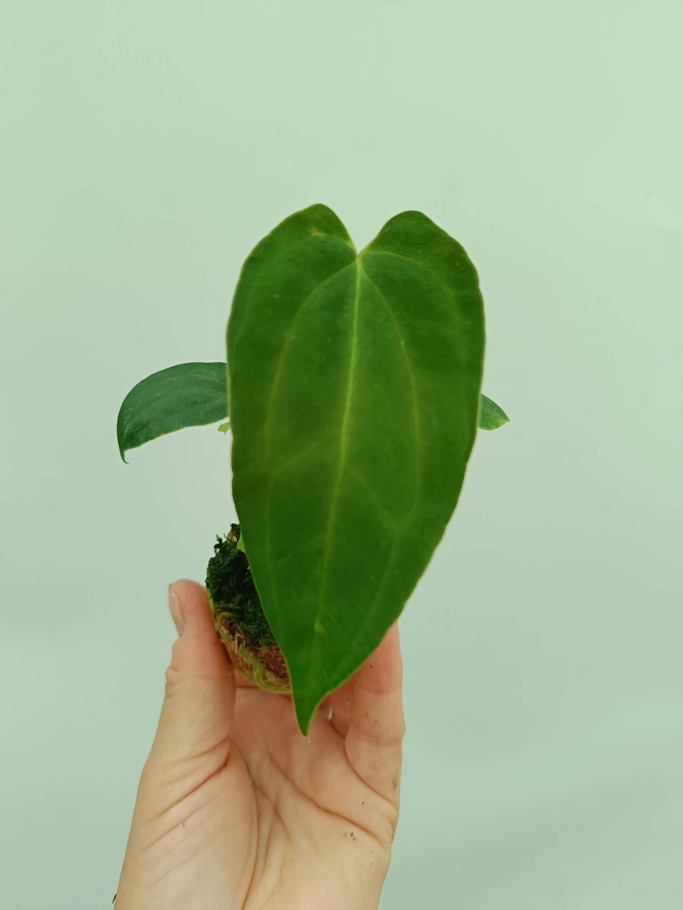 Anthurium papillilaminum