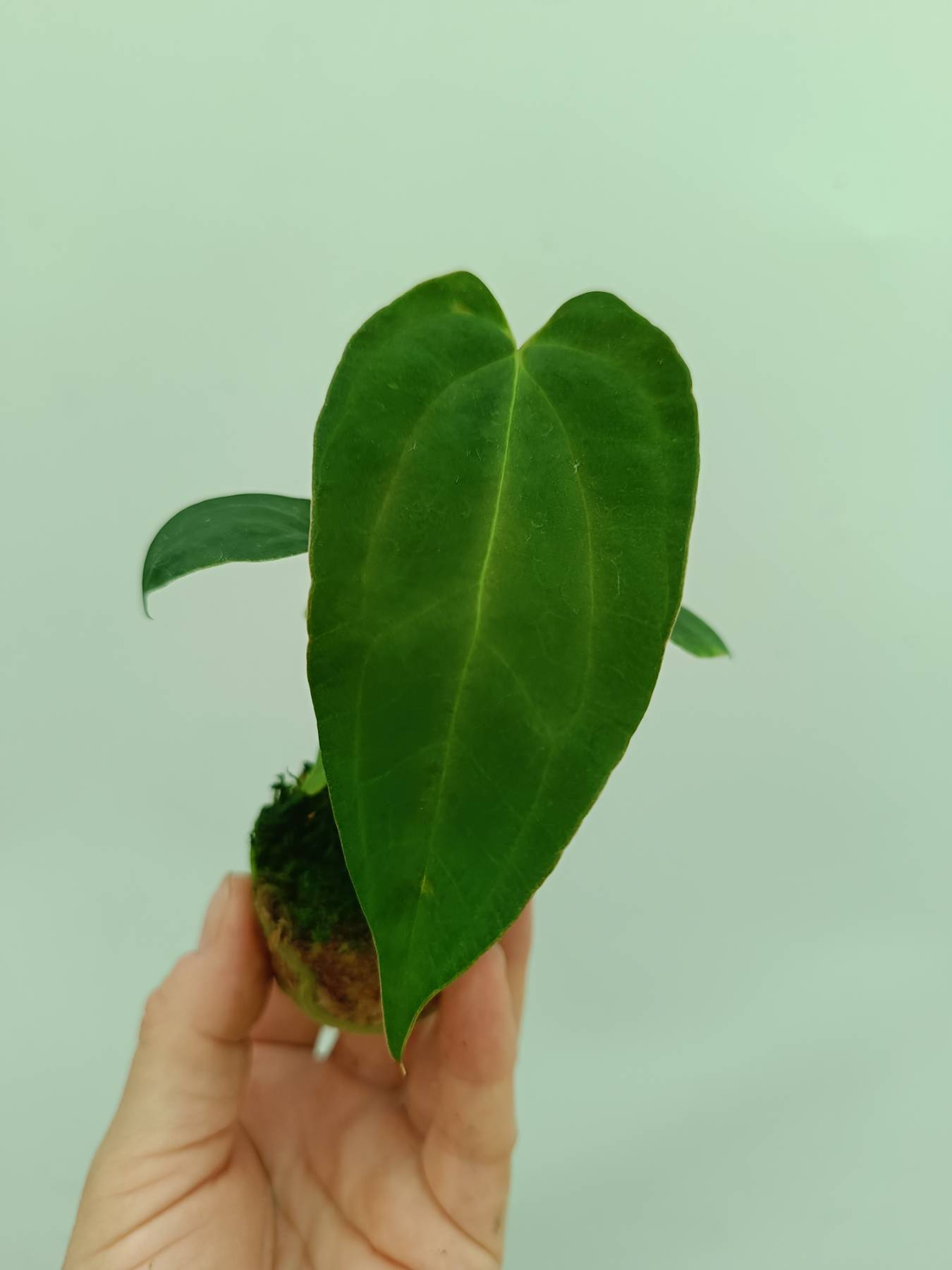 Anthurium papillilaminum