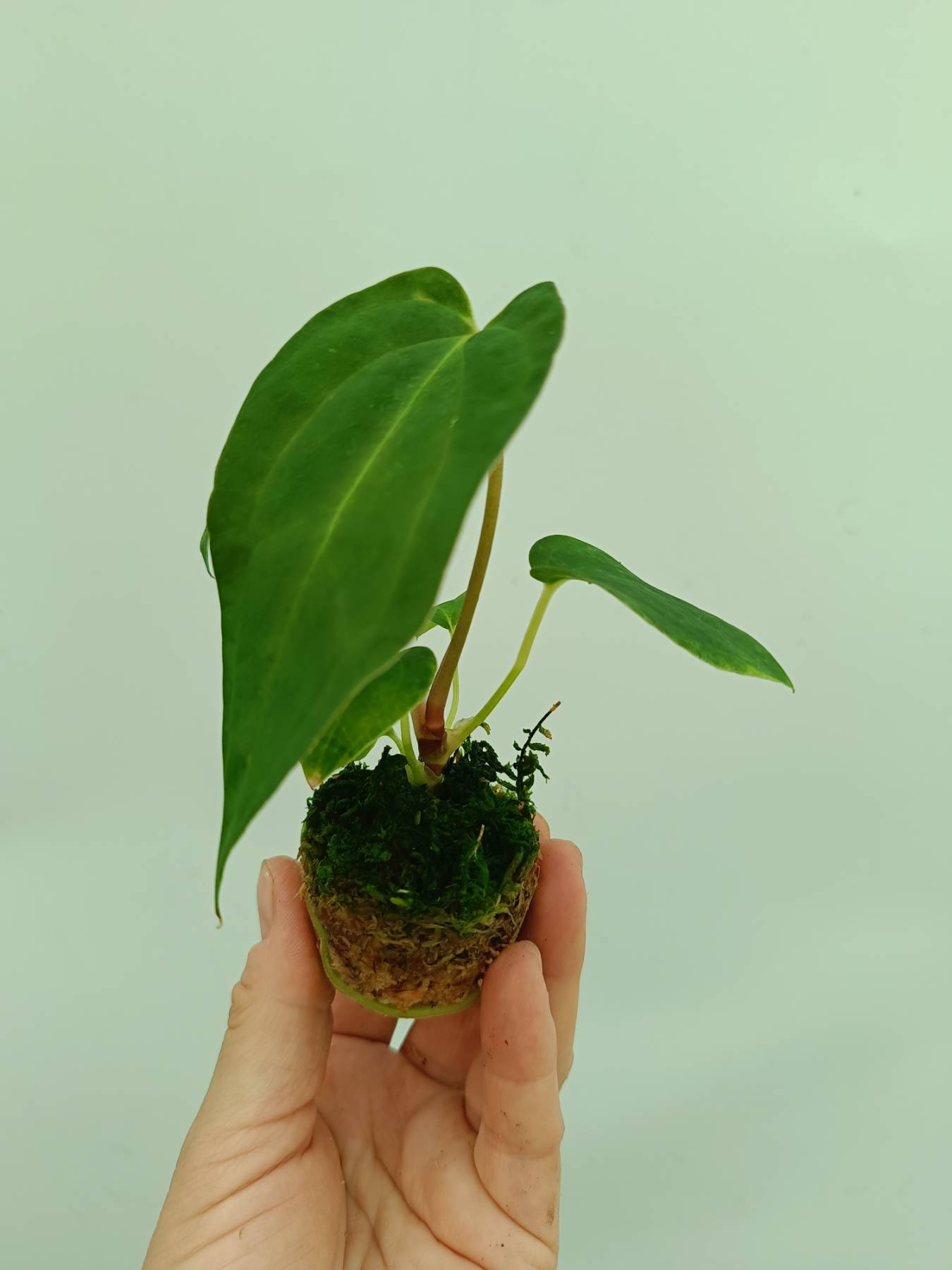 Anthurium papillilaminum