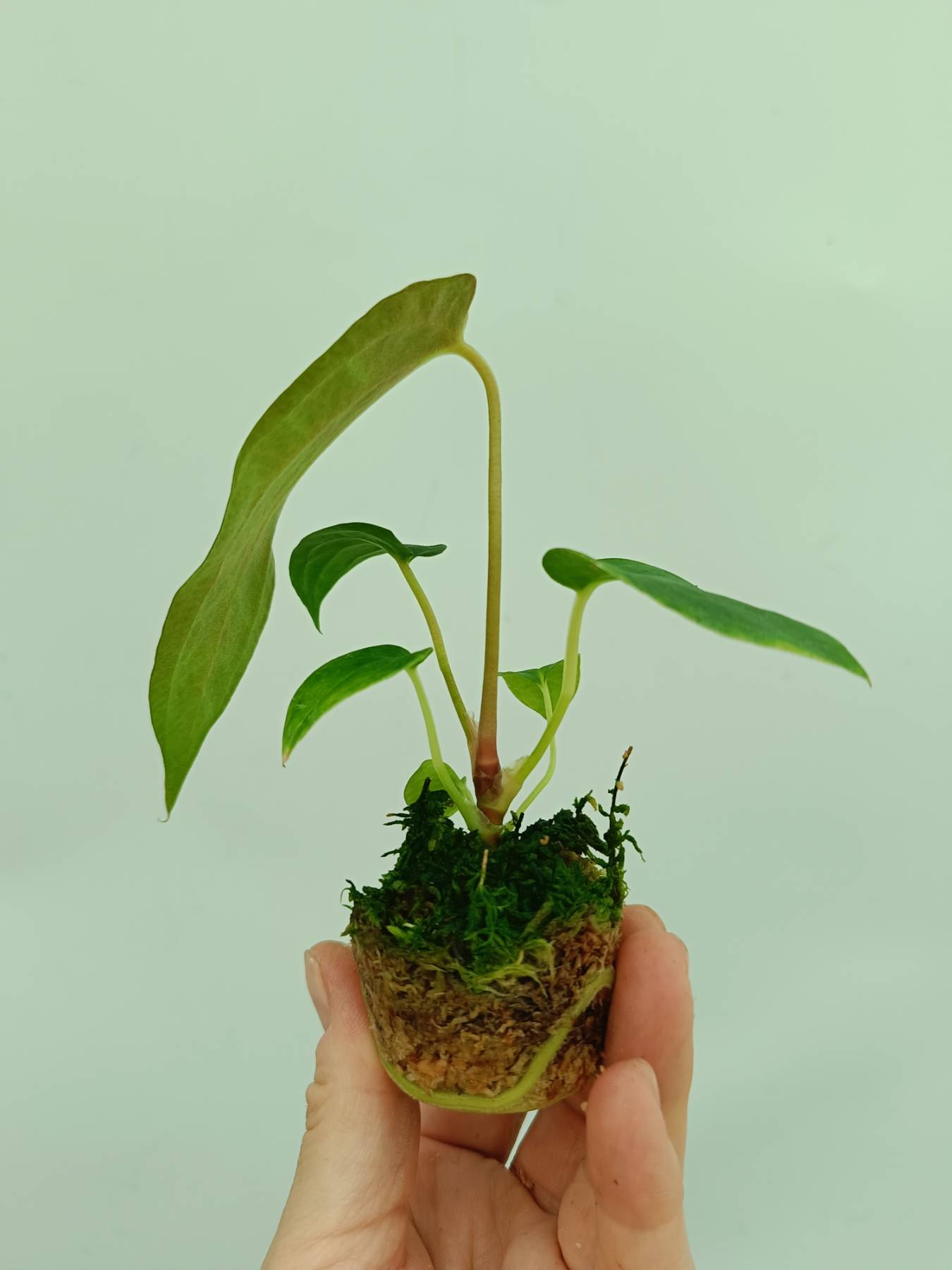 Anthurium papillilaminum