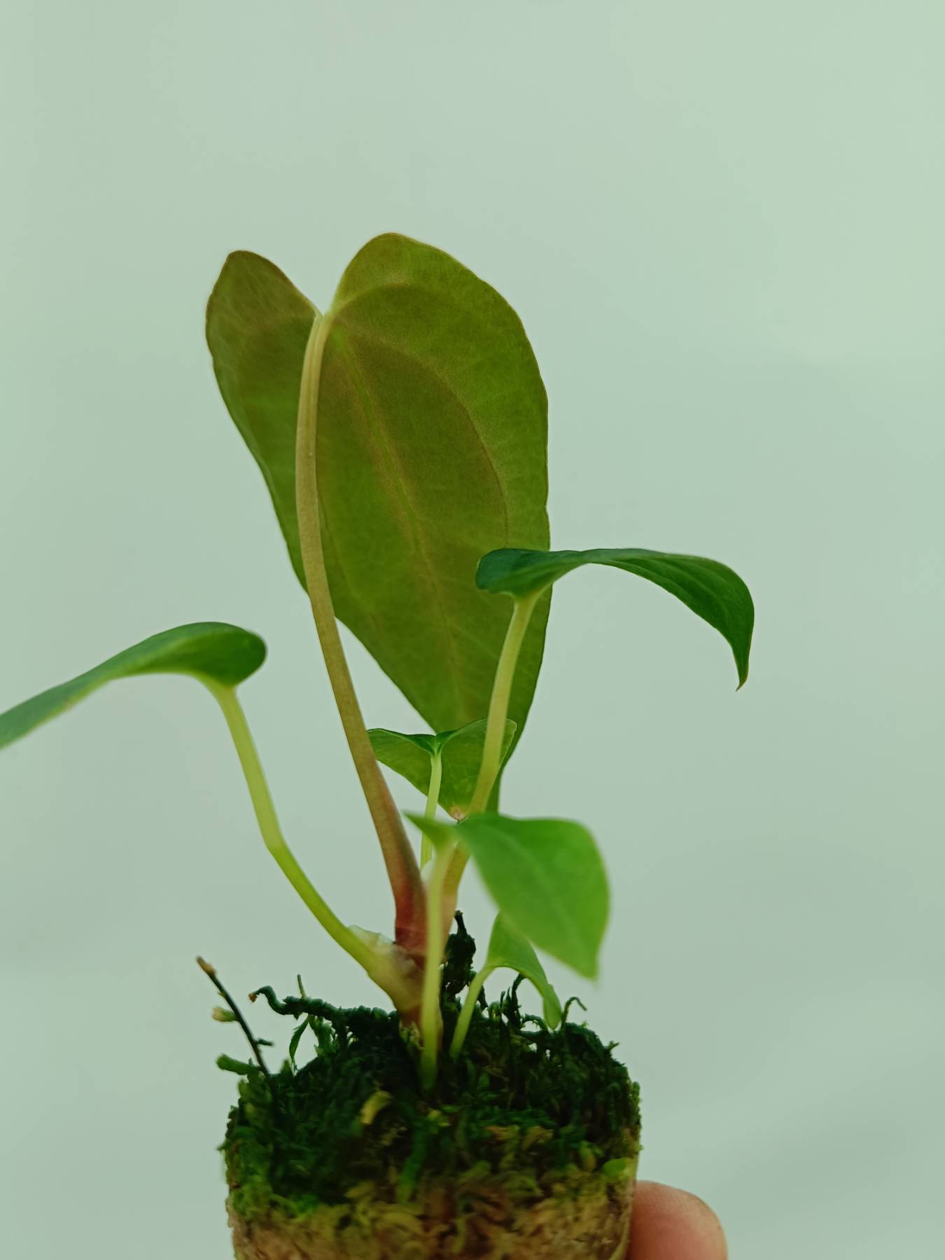 Anthurium papillilaminum
