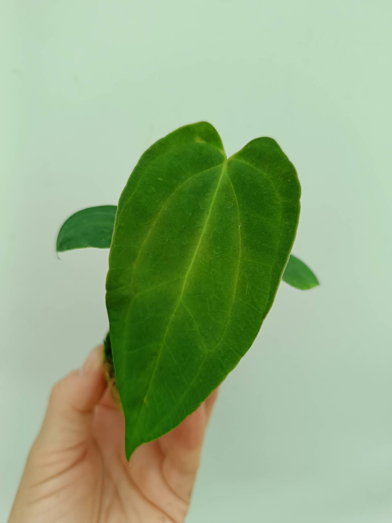 Anthurium papillilaminum