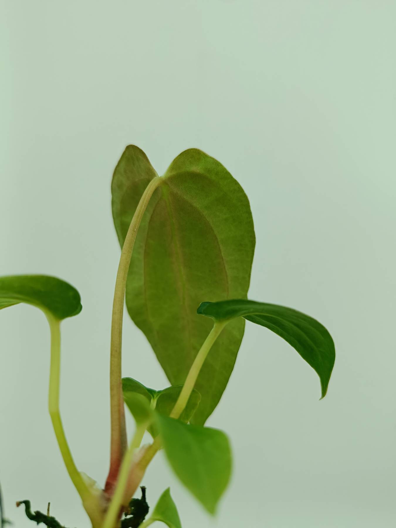 Anthurium papillilaminum
