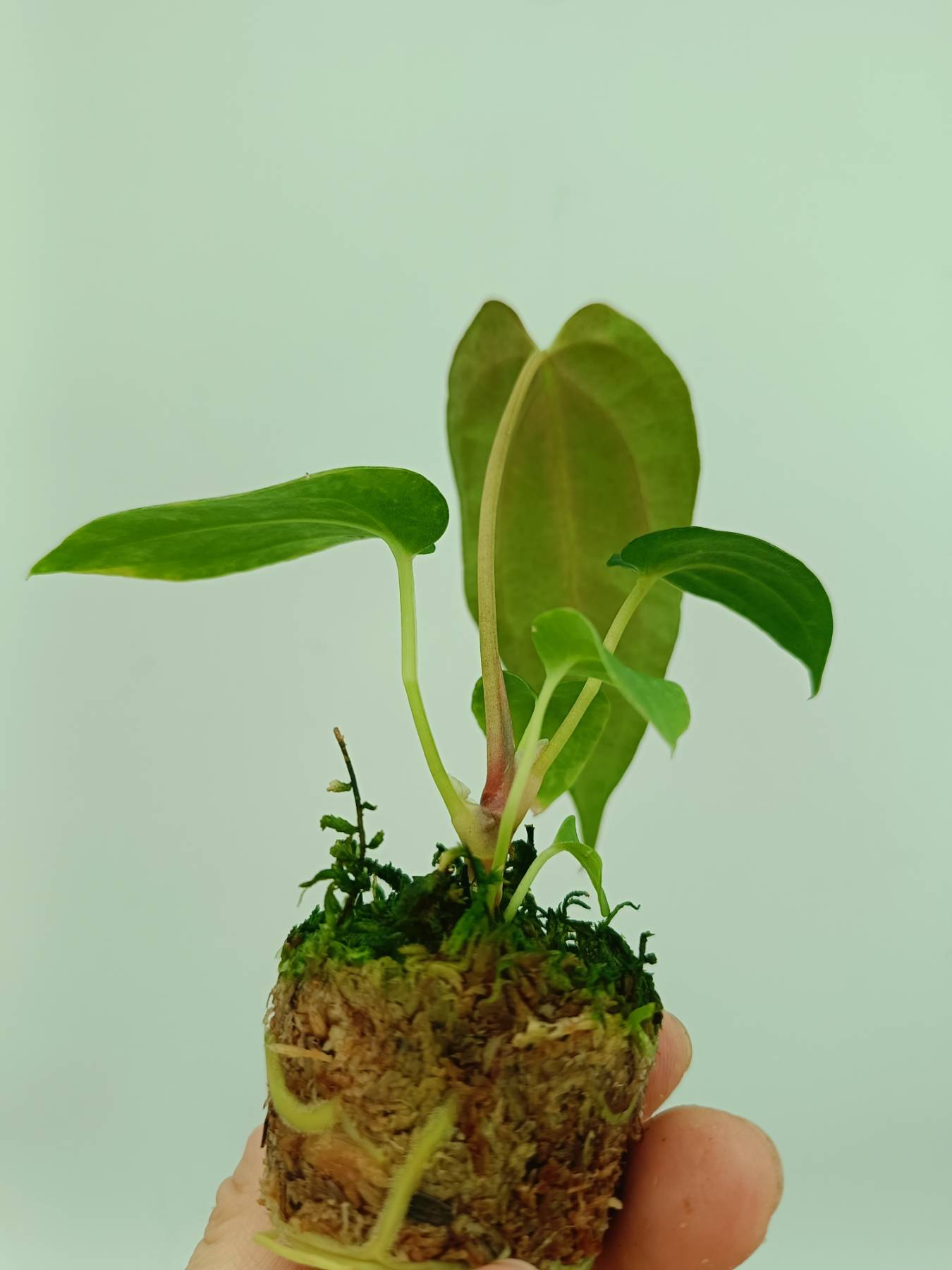 Anthurium papillilaminum