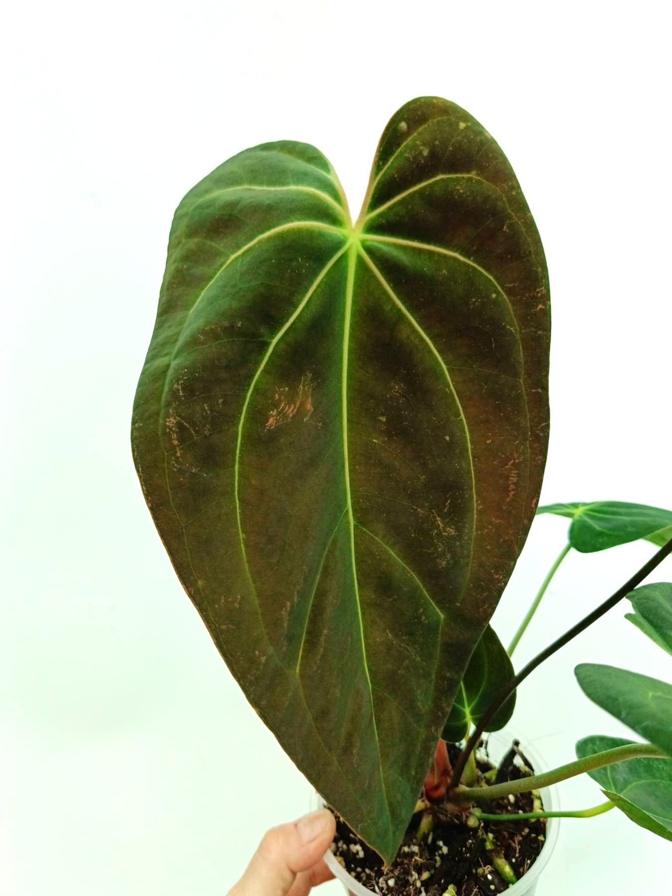 Anthurium papillilaminum x magnificum