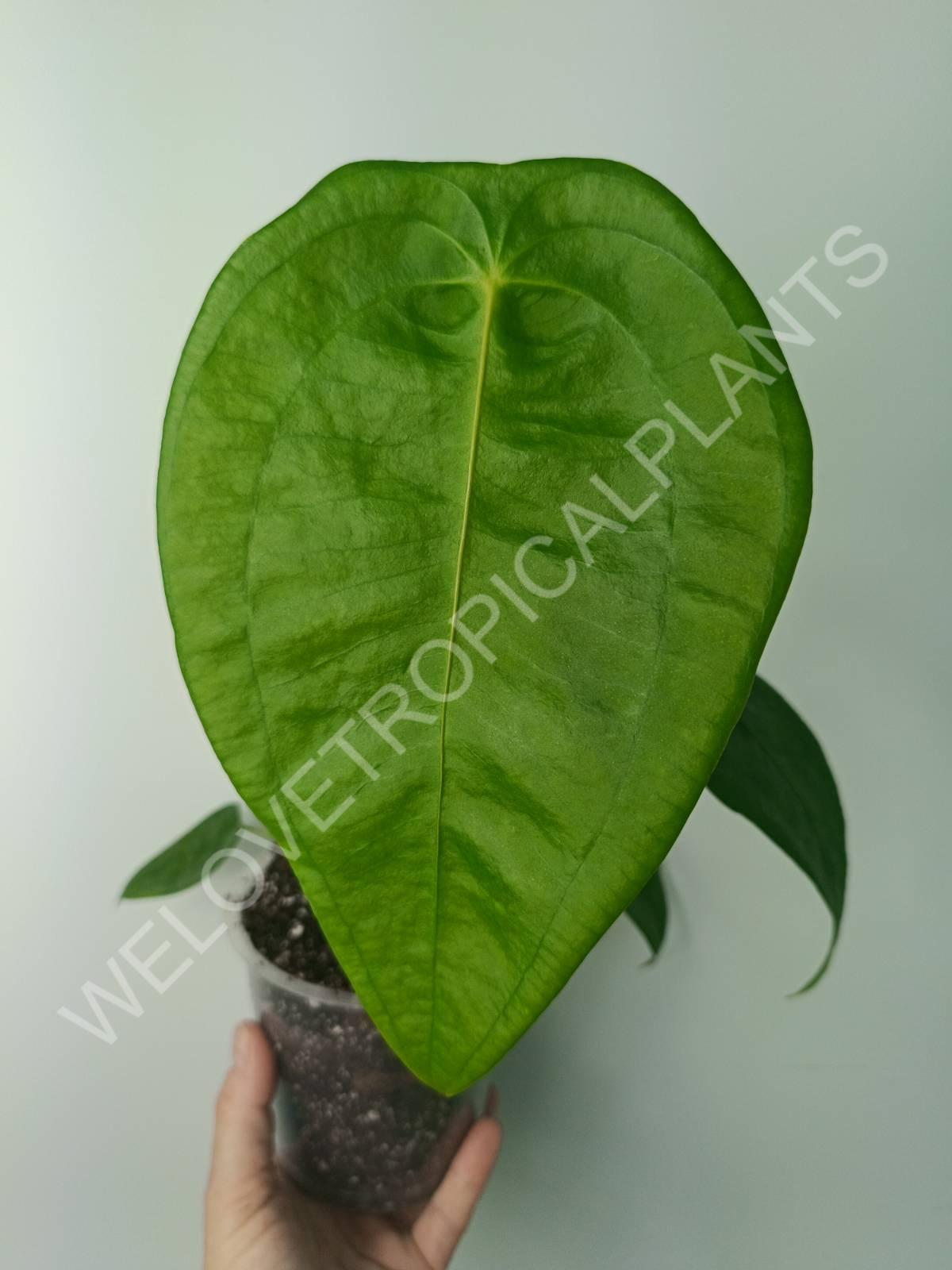 anthurium peltigerum chocolate Anthurium peltigerum