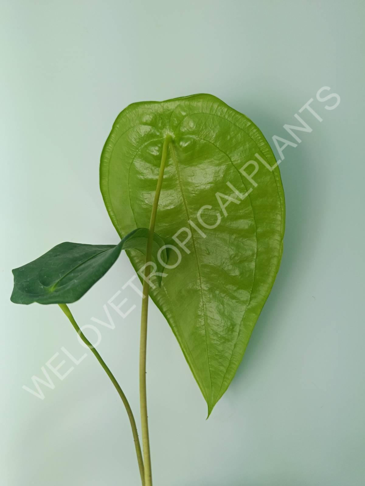 Anthurium peltigerum