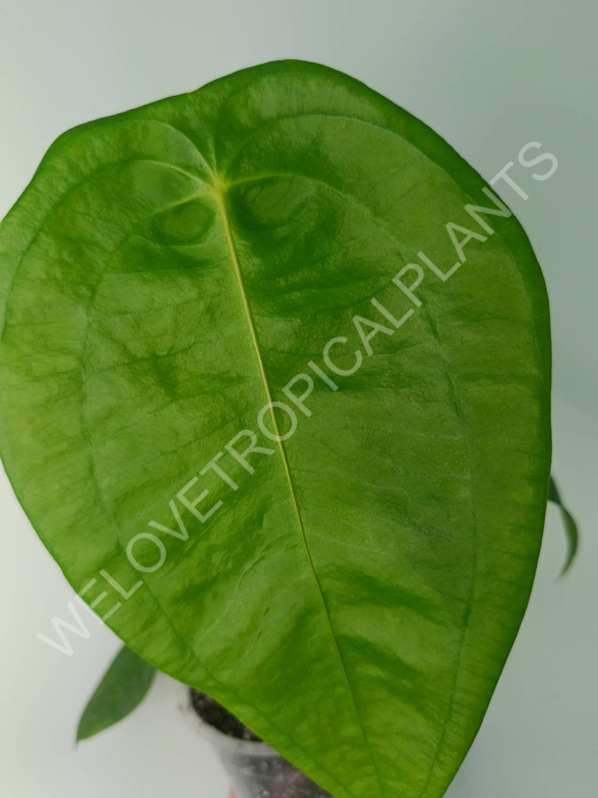 Anthurium peltigerum